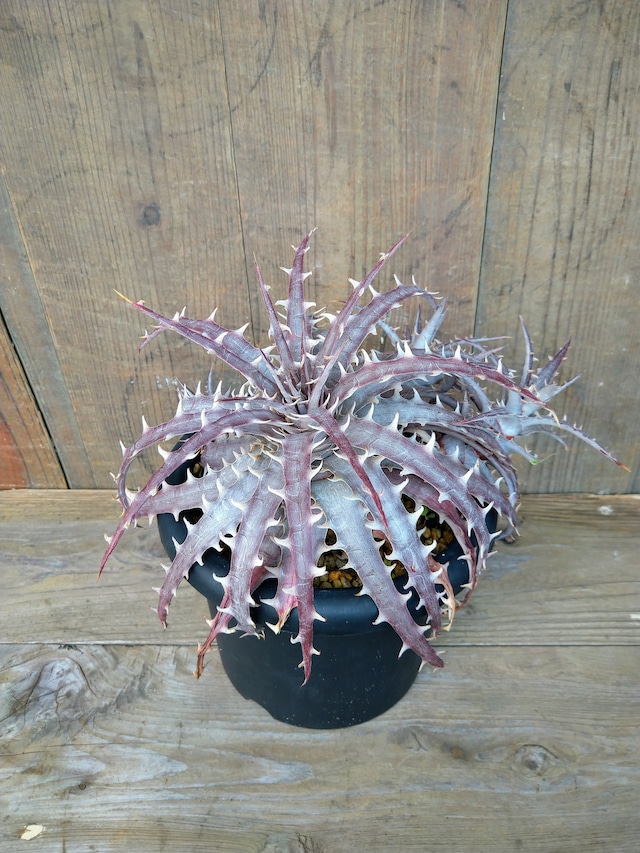 ディッキア・ゴエリンギー×ペクチナータ　dyckia  goehringii×pectinate