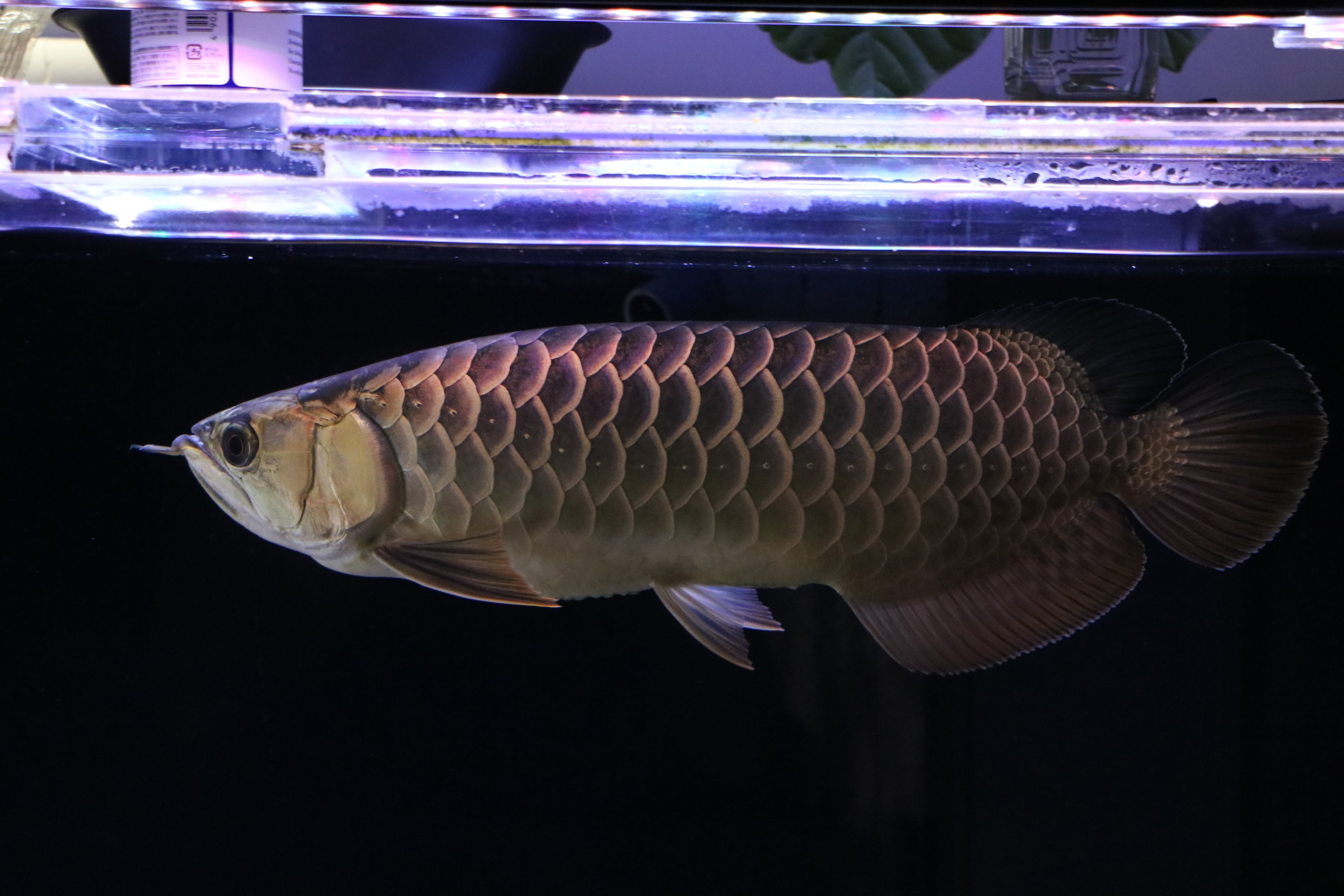 No.914 ゴールド過背金龍(プレミアム個体)±48㎝ | アロワナ等の大型魚