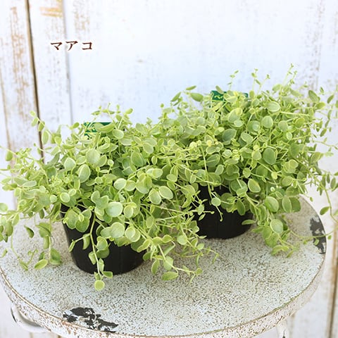 ●ポットごと♡雪兎♡斑入り♡サンデルシー♡希少♡スイカぺぺ♡ぺぺロミア♡観葉植物 ポットごと 雪兎 斑入りサンデルシー 希少 斑入りスイカぺぺ ぺぺ