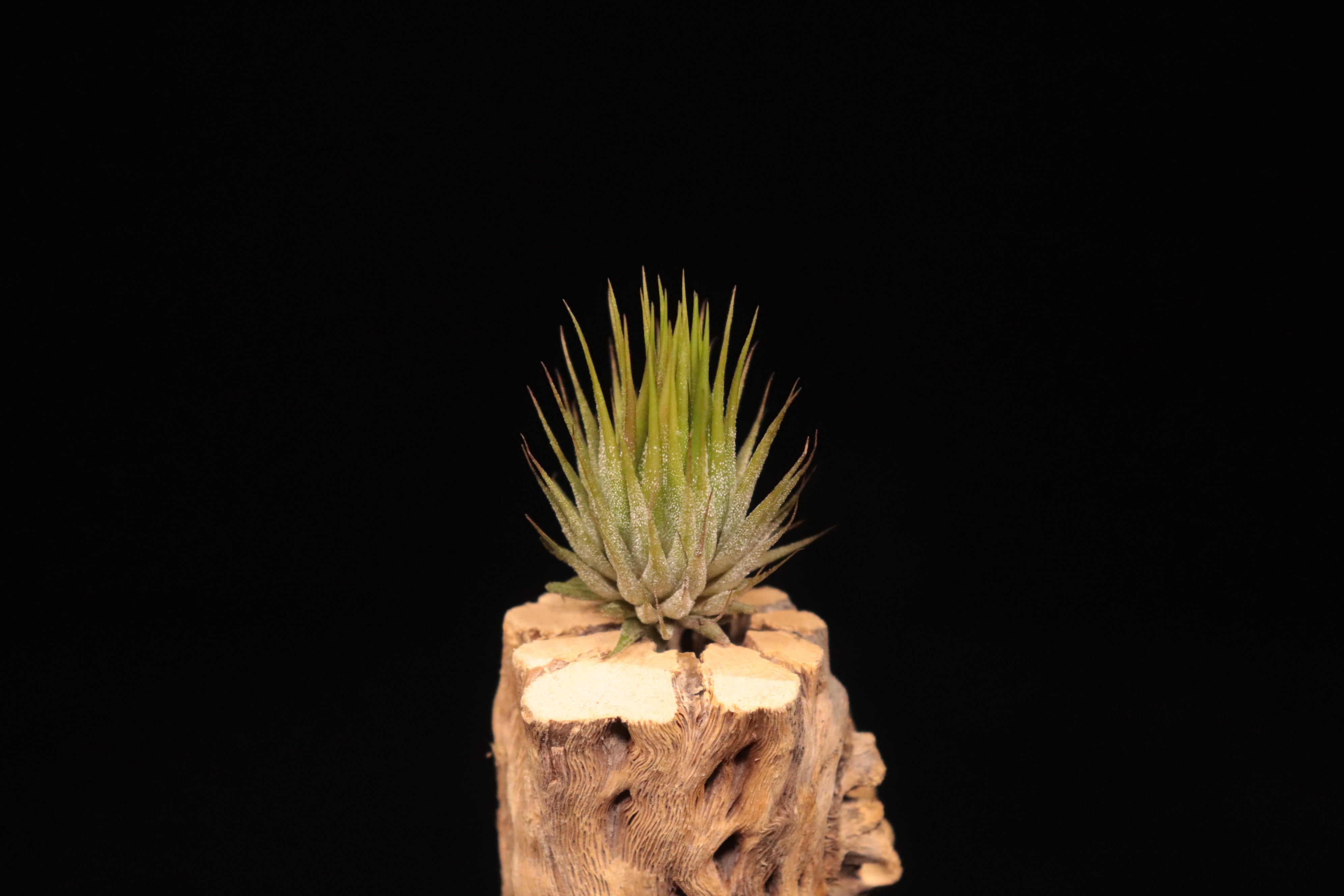 送料無料】ionantha 'Apretado' × ionantha 'Peanuts'〔エアプランツ