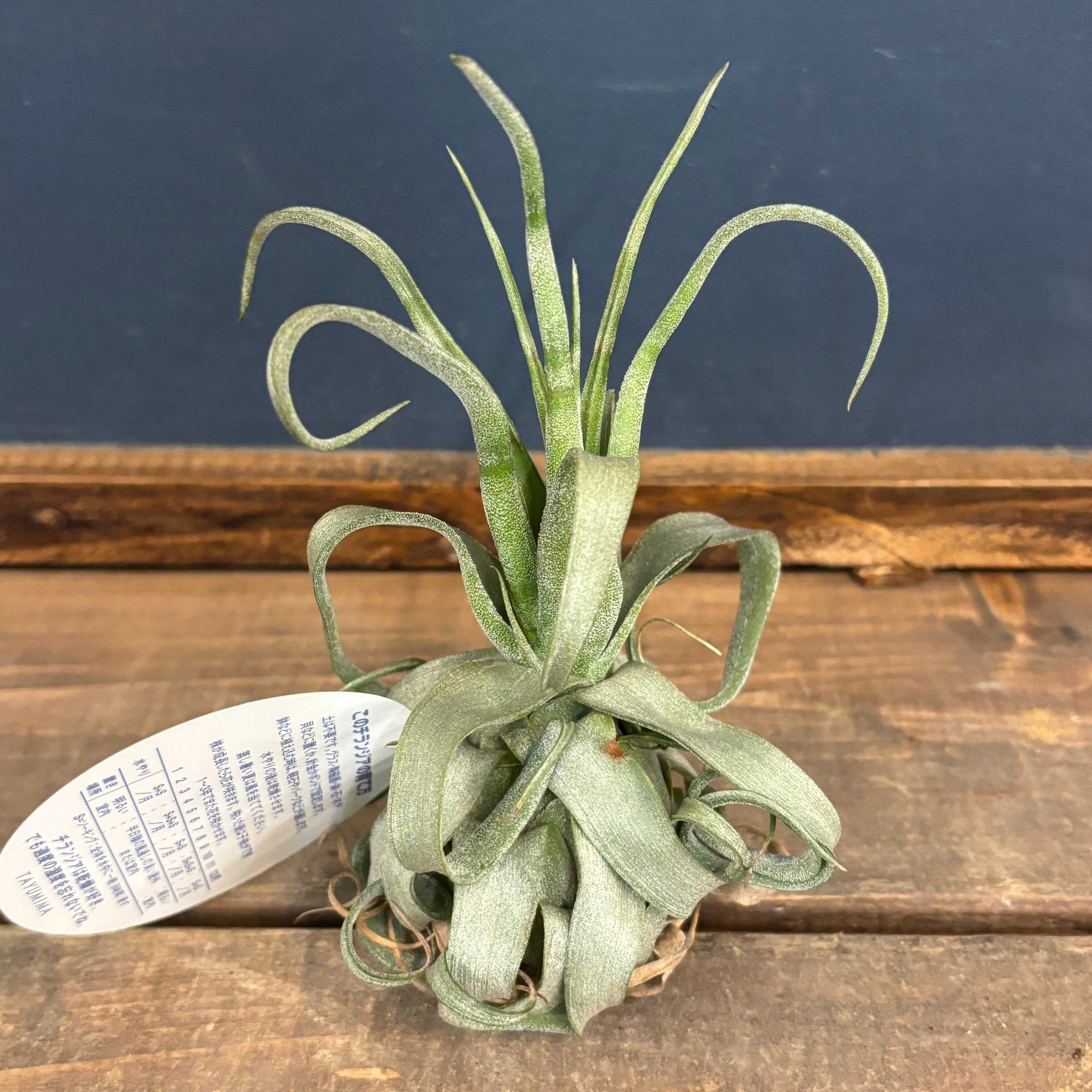 チランジア ストレプトフィラ レッドクローン【263