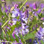 【国産・完全非加熱】初夏の花々の生はちみつ｜純粋はちみつ 240g