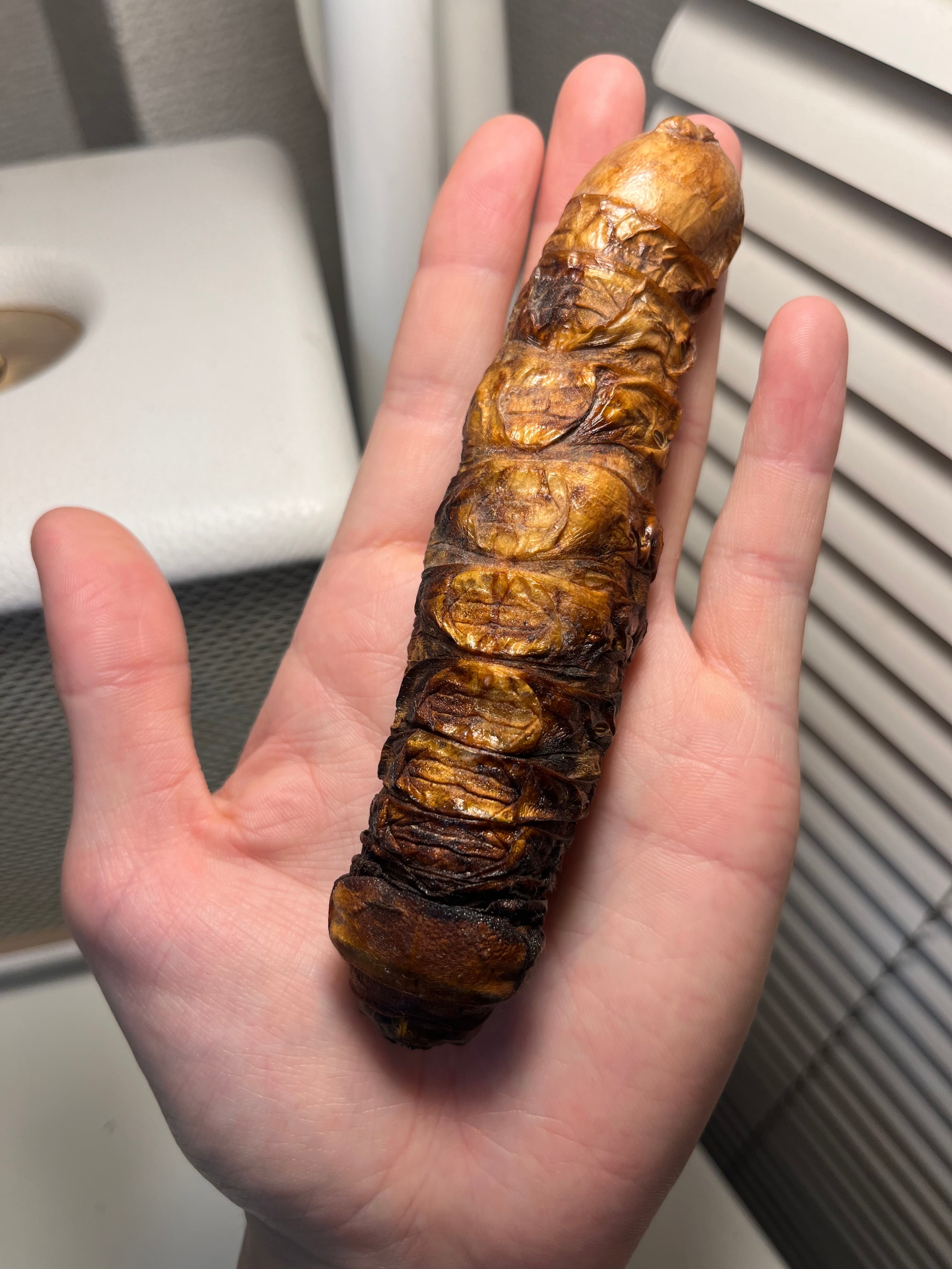 85mm】アラゲオオウスバカミキリ 甲虫昆虫標本タランチュラムカデ