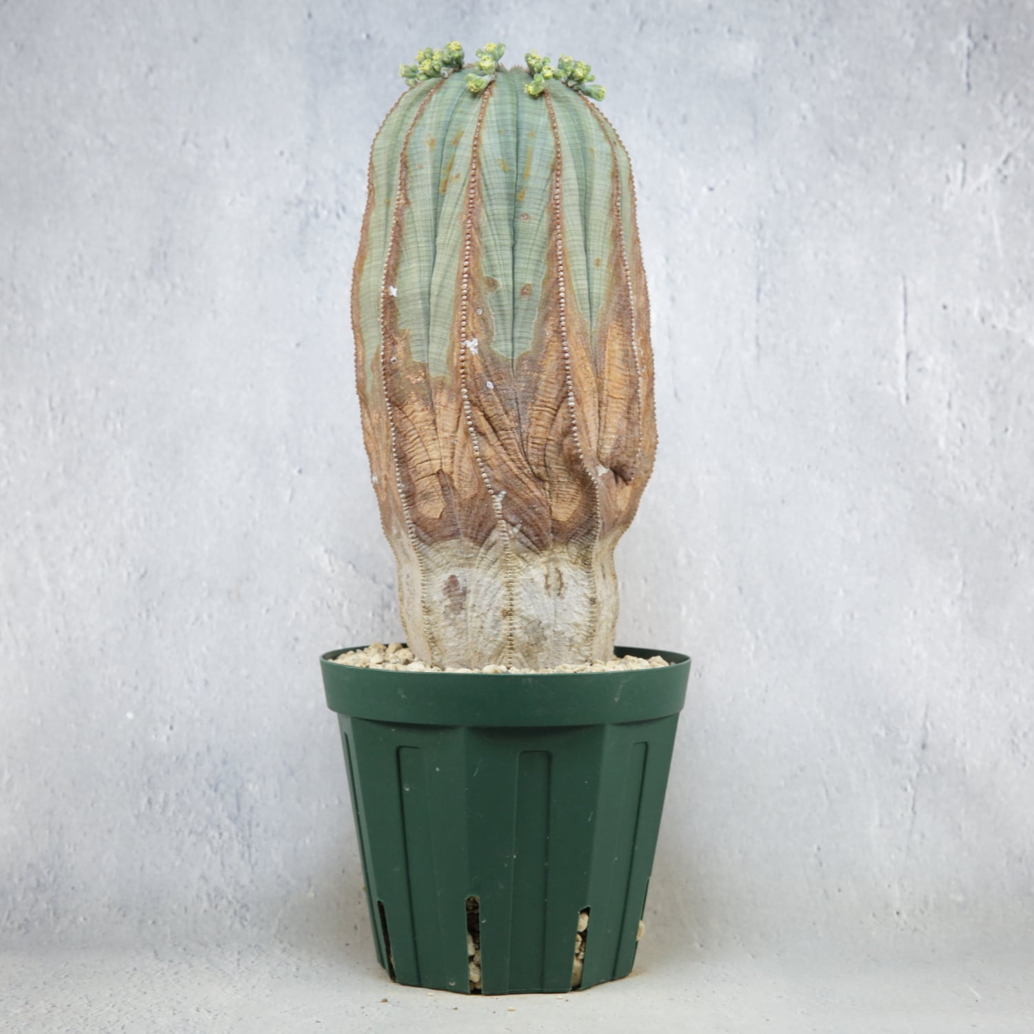 オス株【超厳選株】超大株 直径約9cm マウンテン ヴィンテージ オベサ