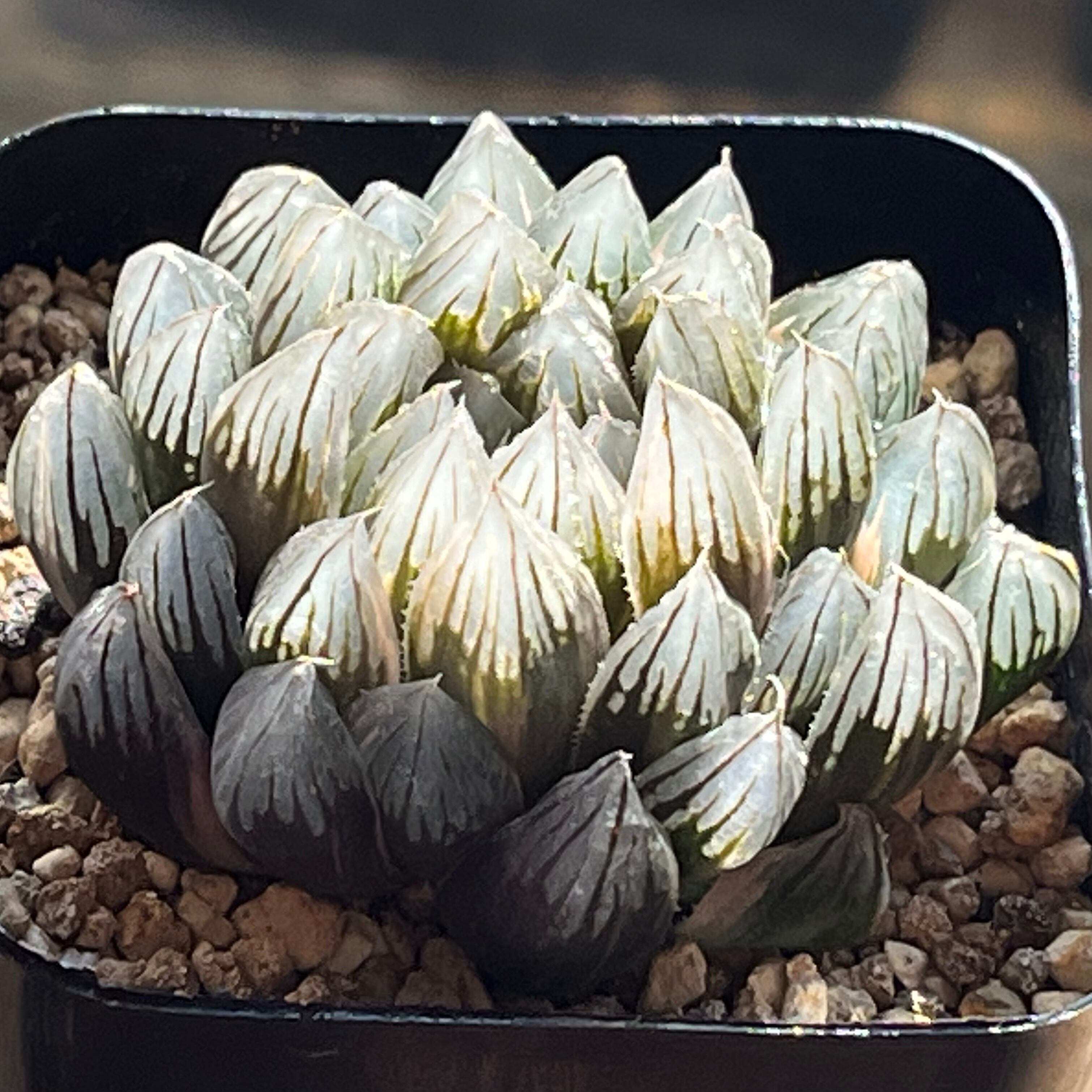 ハオルチア 黒玉露錦 霓虹灯 | mocono_plants
