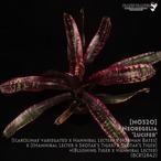 【送料無料】Neoregelia 'Lucifer'〔ネオレゲリア〕現品発送N0330