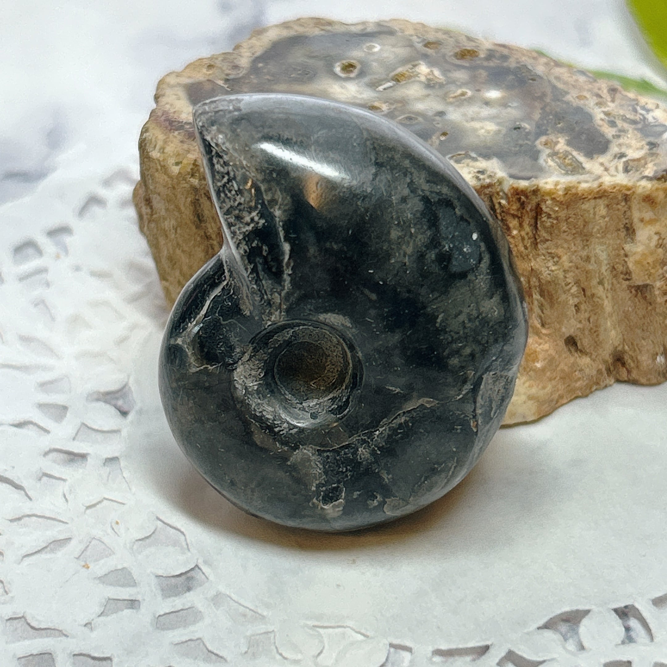 化石]アンモナイト（菊石） | クリスタル・ワールド御徒町店