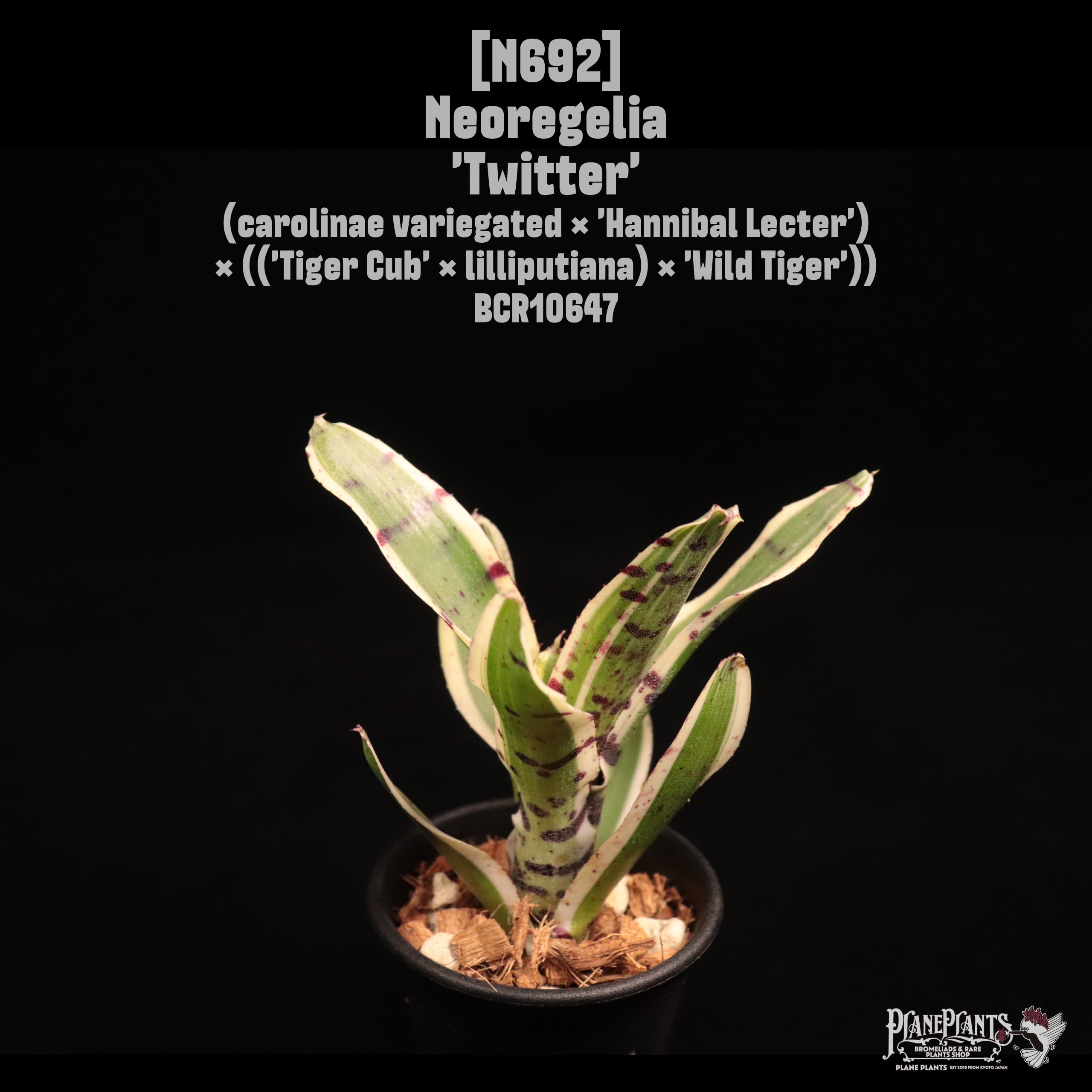 Chester Skotak Hybrid | plane plants