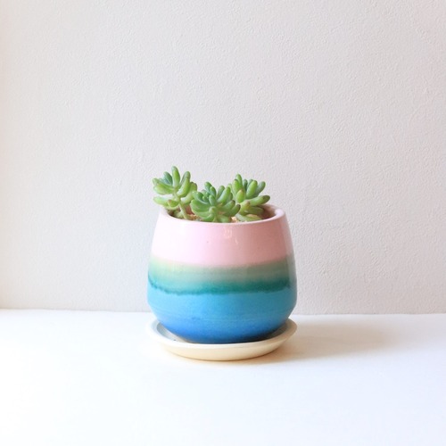 【グリーン・多肉植物】セダム オトメゴコロ