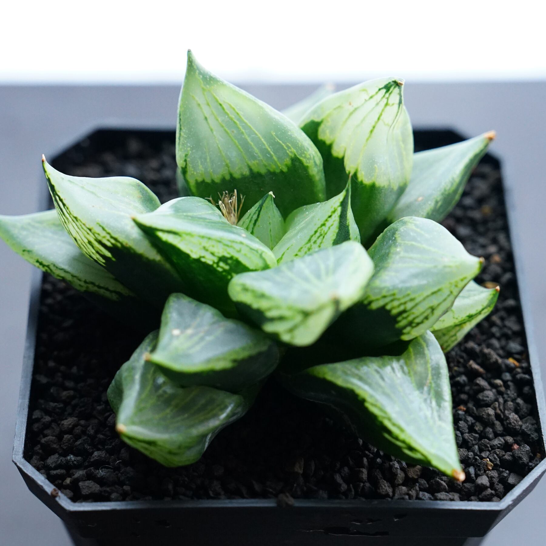 多肉植物 ハオルチア 裏般若錦 極上斑