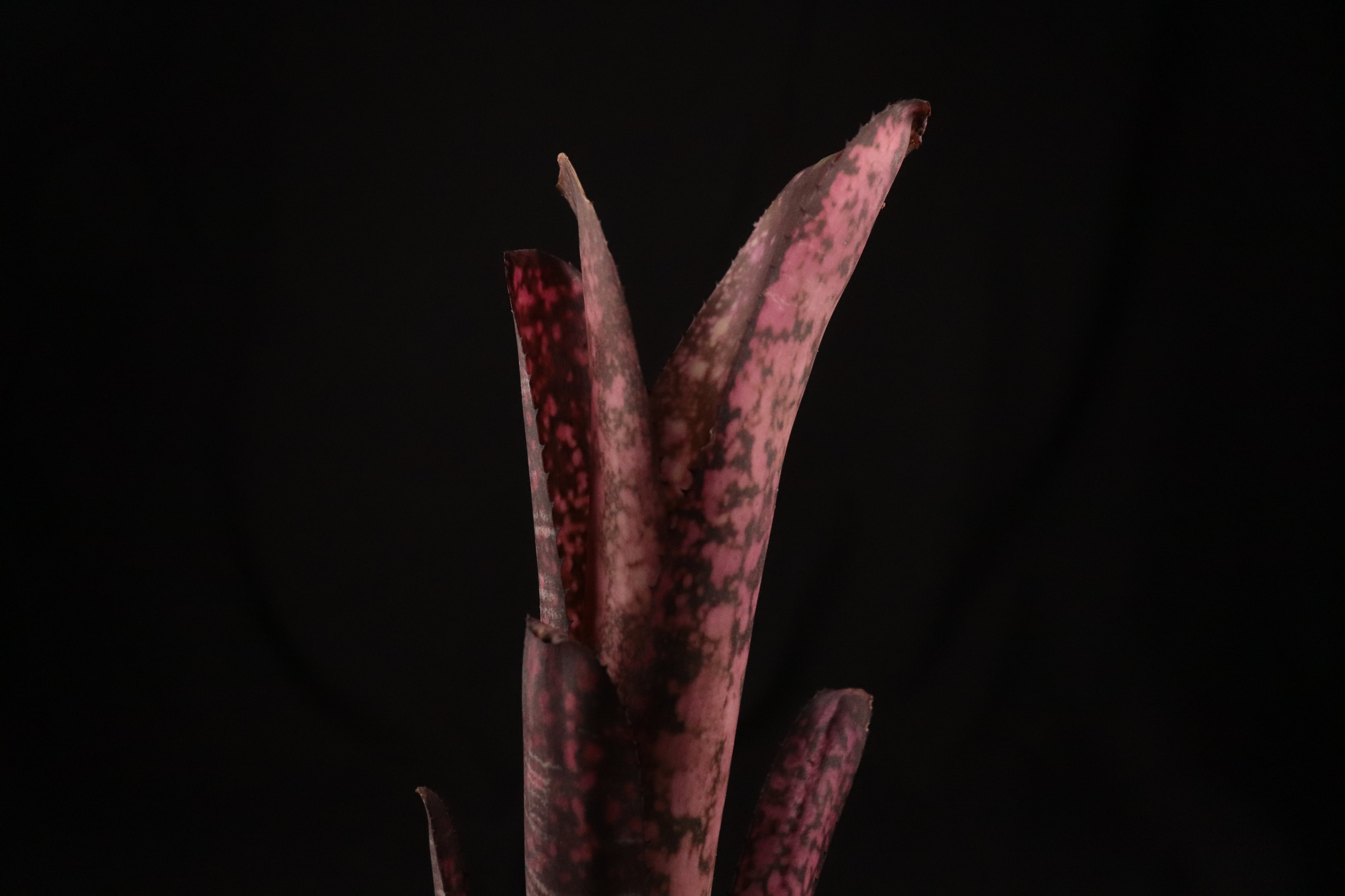 送料無料】Billbergia 'Tuti Fruti'〔ビルベルギア〕現品発送B0175