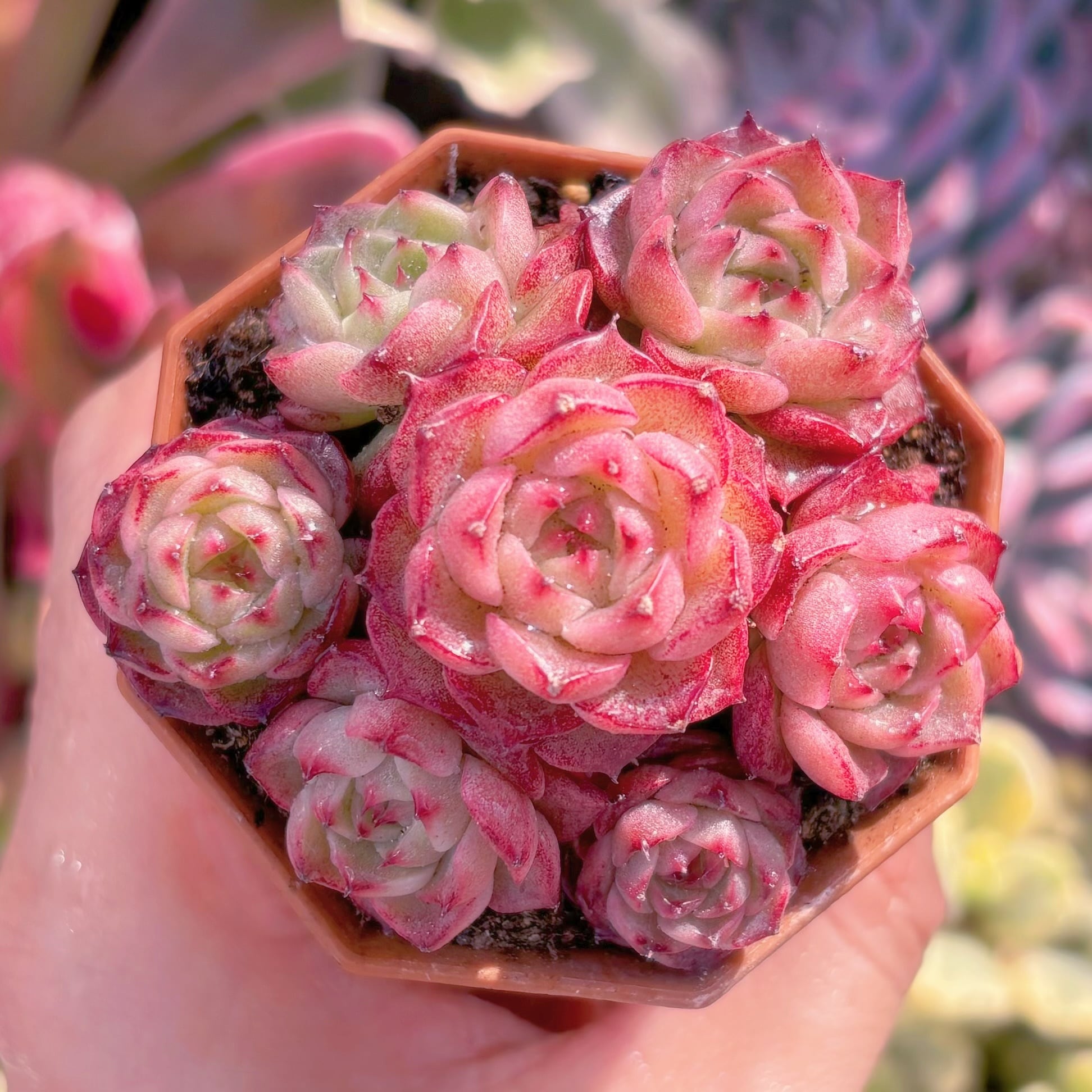 現品　マロンショコラ#A57　るる農園