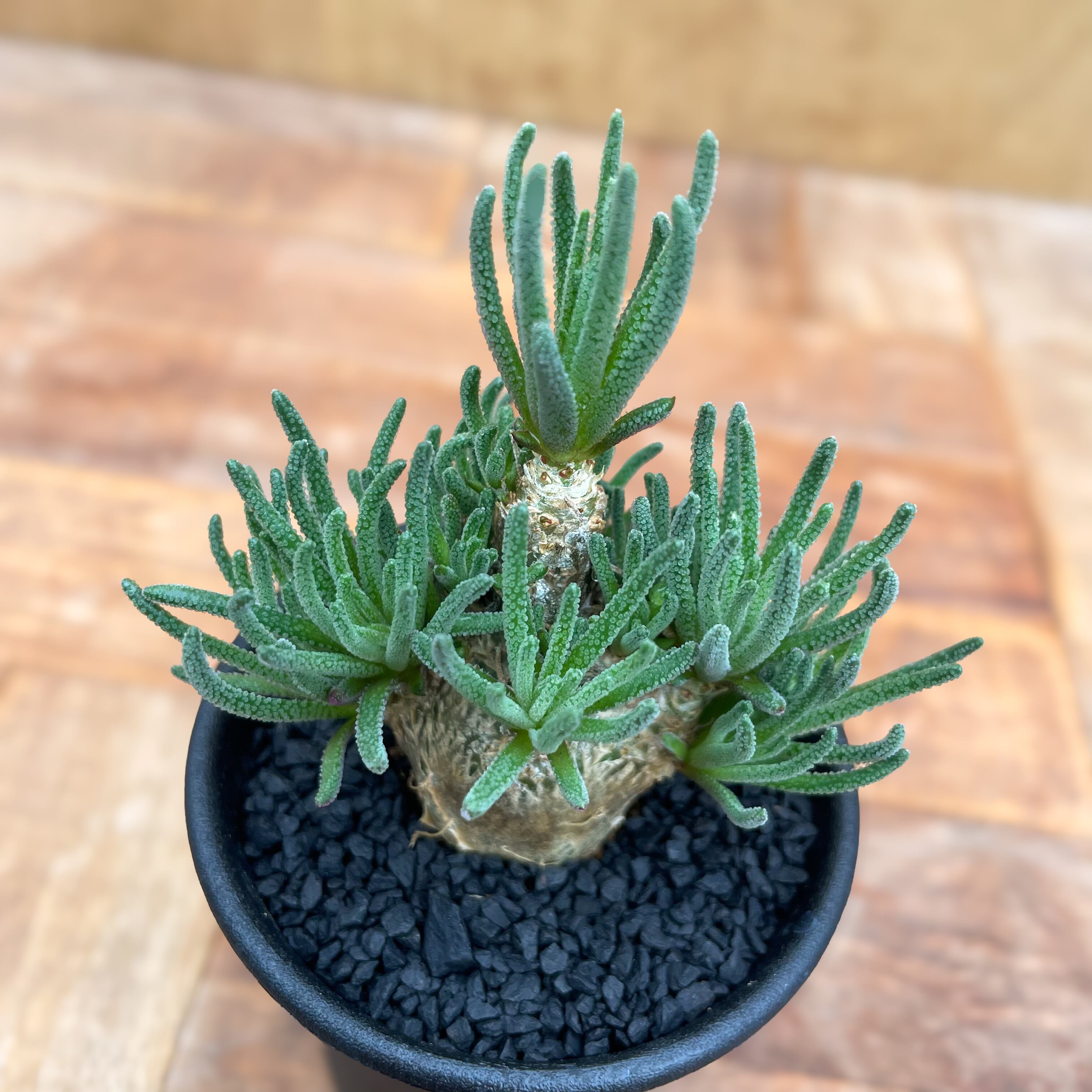 Phyllobolus resurgens【フィロボルス・レスルゲンス】 | RIMO'S GREEN