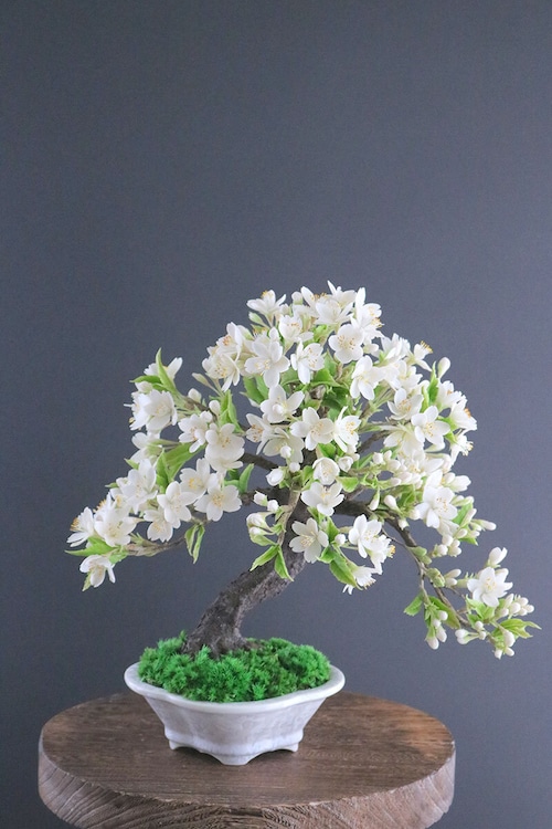 盆栽 大島桜 Oshima Cherry Tree Bonsai #117