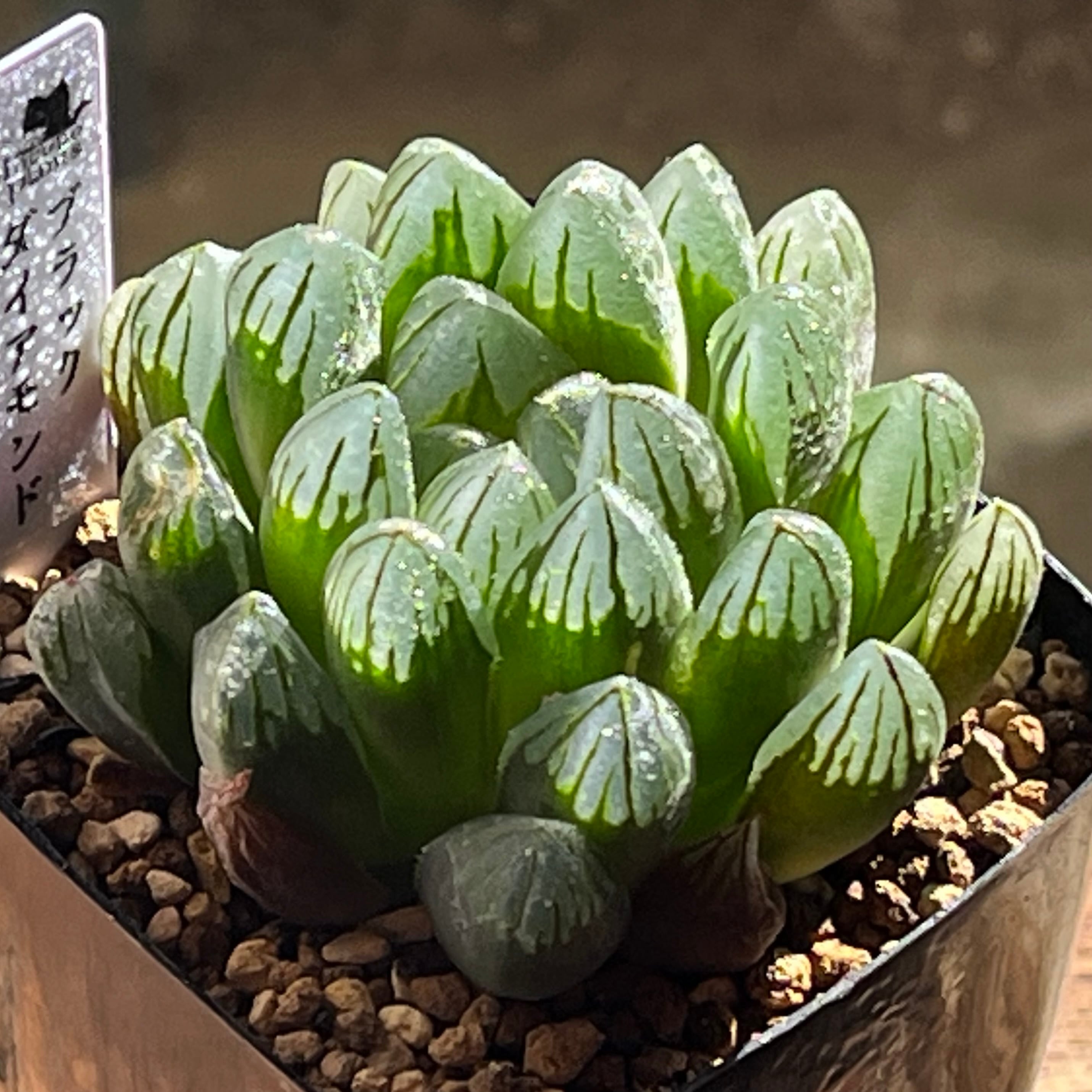 ハオルチア 竜爪 オブツーサ錦 | mocono_plants