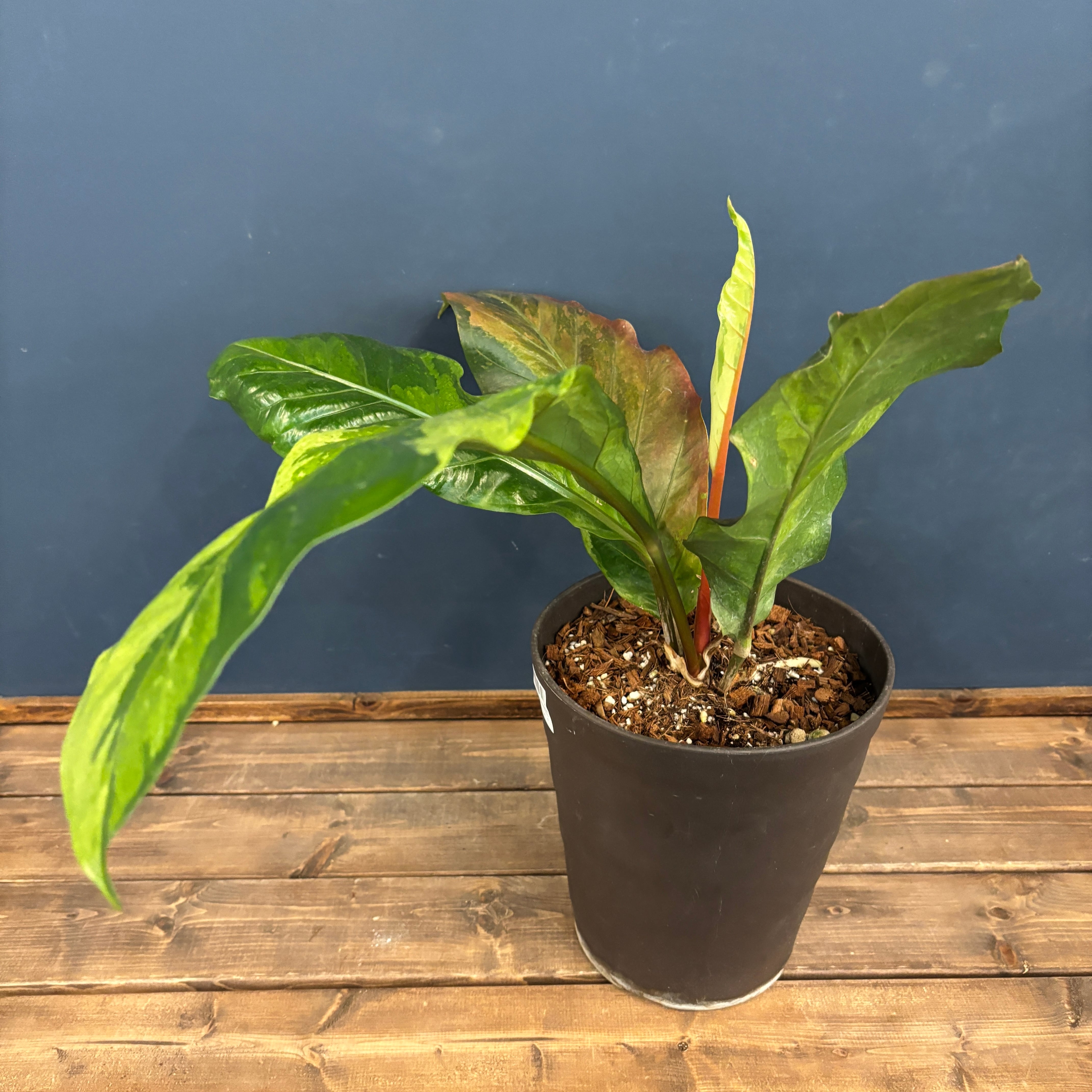 アンスリウム フーケリー 斑入り【506】 | PROTOLEAF プロトリーフ