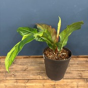 アンスリウム フーケリー 斑入り【506】