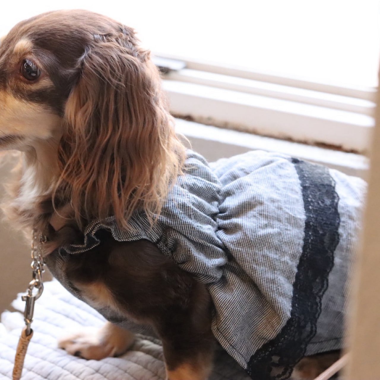 袖なし | カニンヘンダックスとミニチュアダックス専門のお洋服web