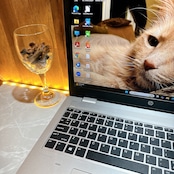 美品/ HP Probook 650 G5/最高峰i7第8世代/SSD256GB/大型液晶/メモリ16GB/ノートパソコン