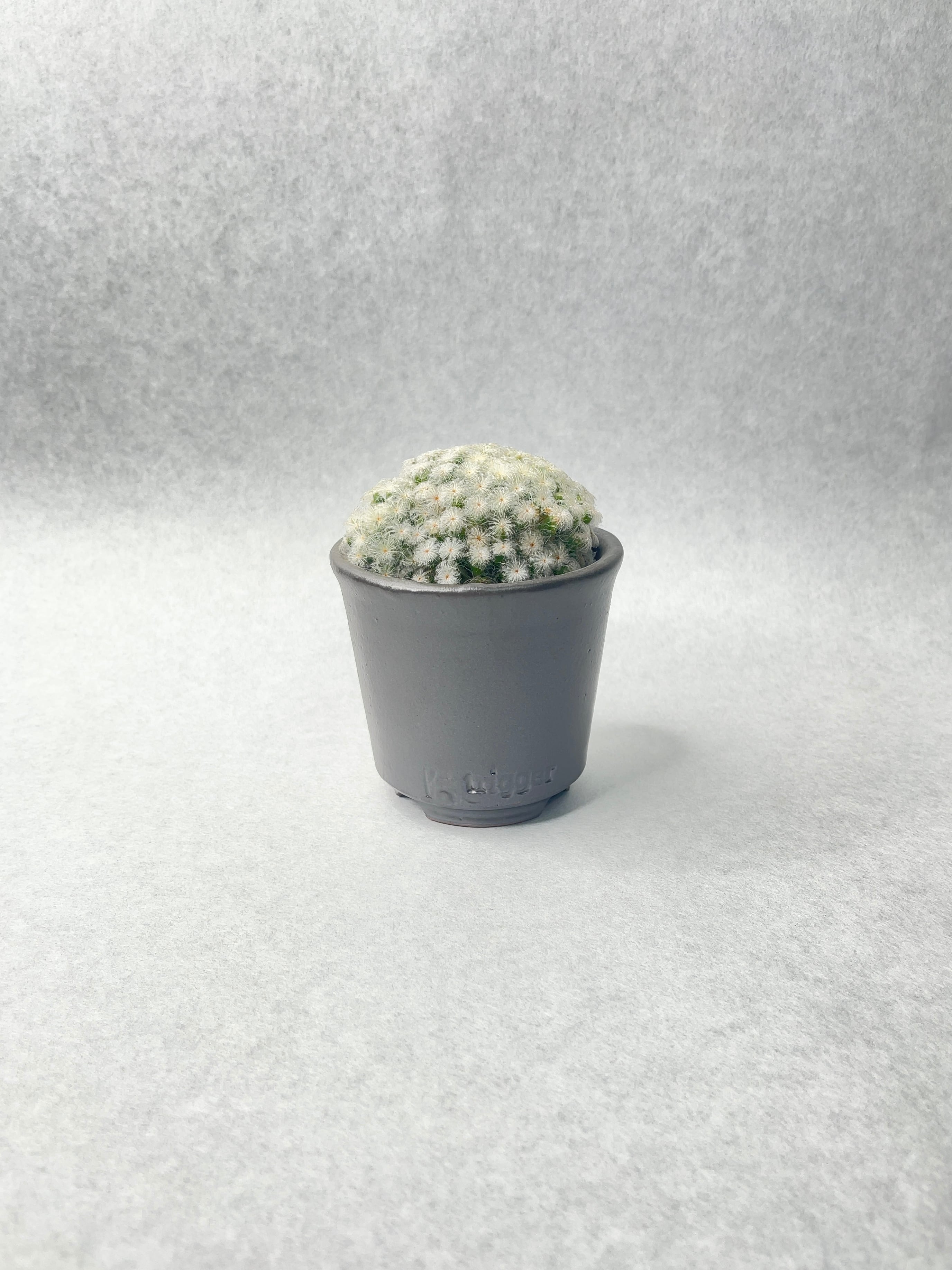 サボテン　マミラリア　白星仏頭　パンチパーマ 楽天市場】サボテン：マミラリア パンチパーマ白星*幅16cm