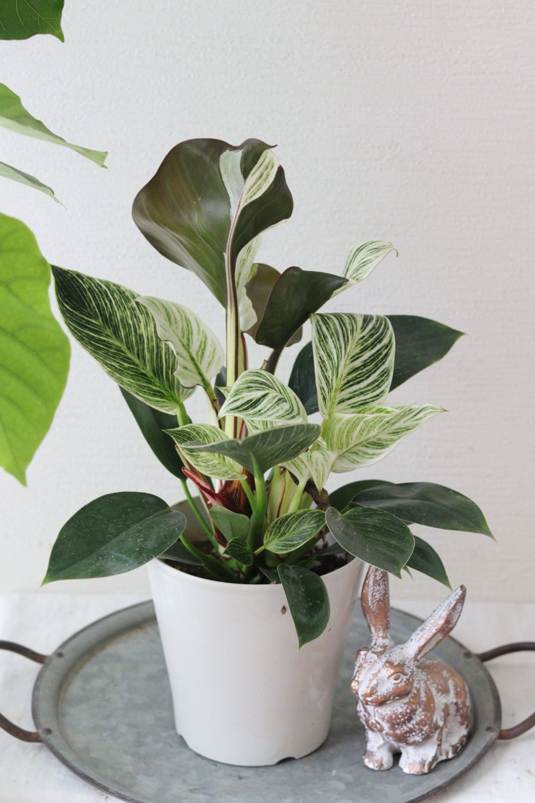 オリーブの株元寄せ植え❤︎まんまるビンカ＆スーパートレニア オリーブの株元寄せ植え❤︎まんまるビンカ＆スーパートレニア | Total