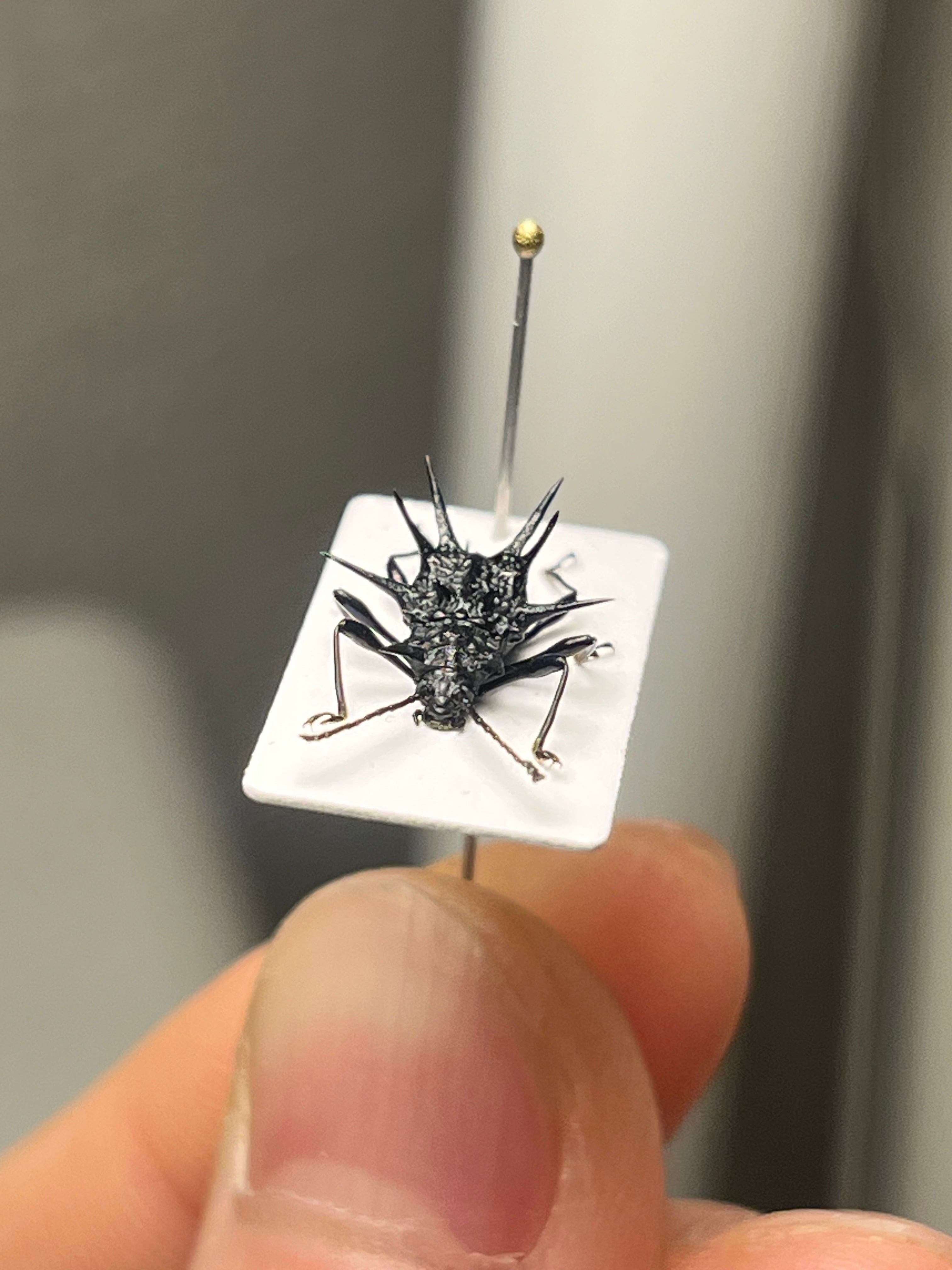 トゲトゲテントウムシダマシ 昆虫標本 Cacodaemonフトタマムシ トゲトゲテントウムシダマシ 昆虫標本 Cacodaemonフトタマムシ