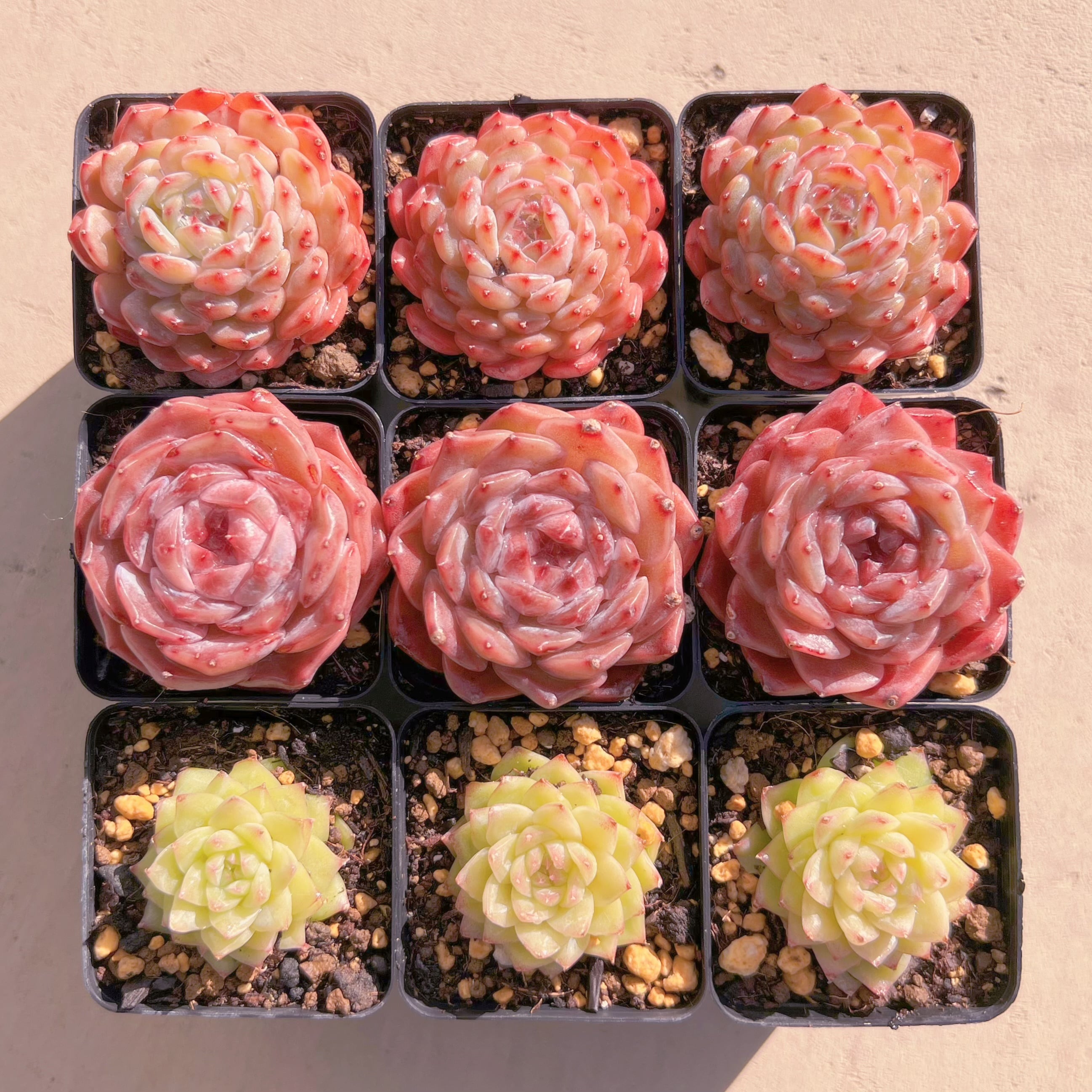 BASE販売会セットX