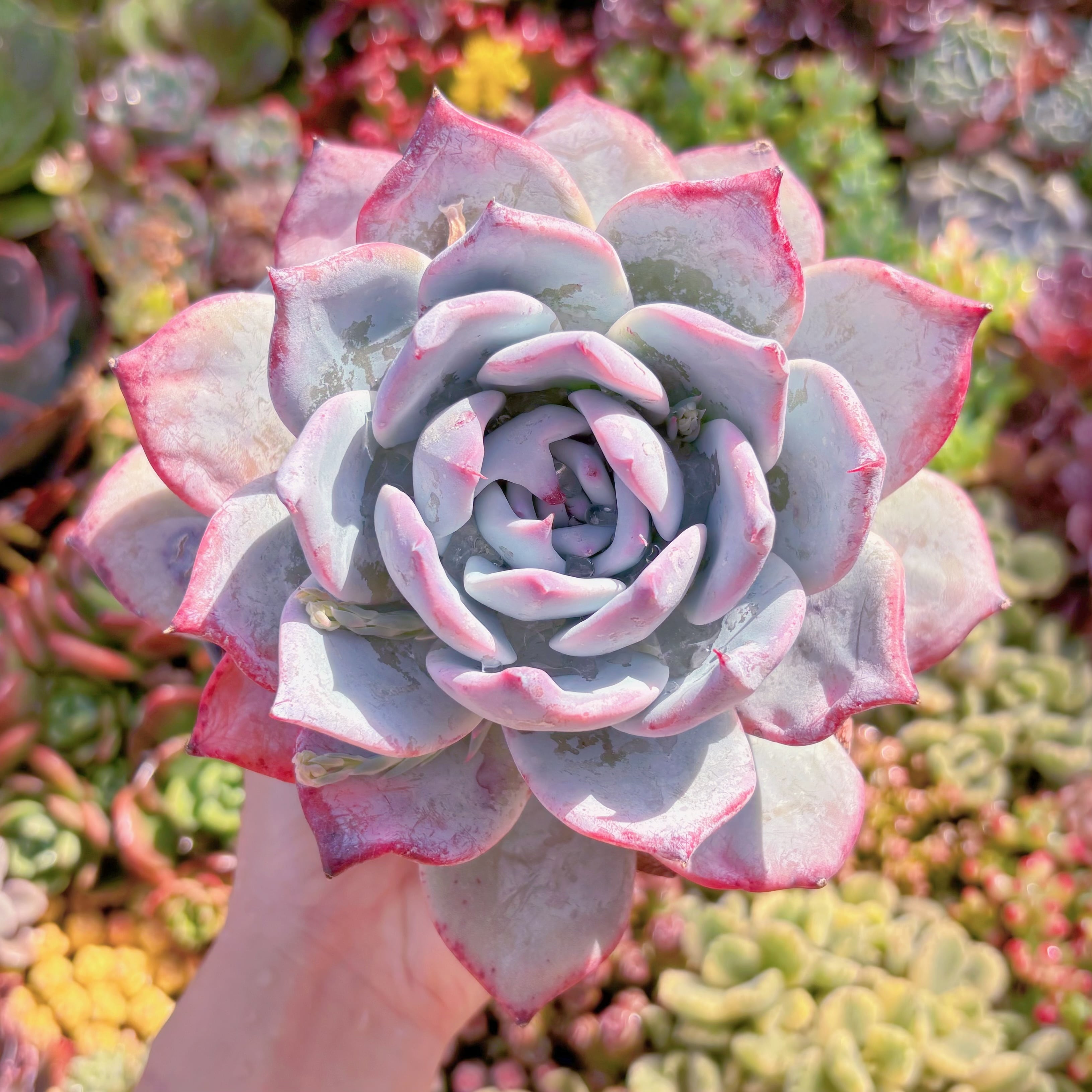 現品　ダイヤモンドコロラータ#M265　特大苗　在庫僅少　るる農園