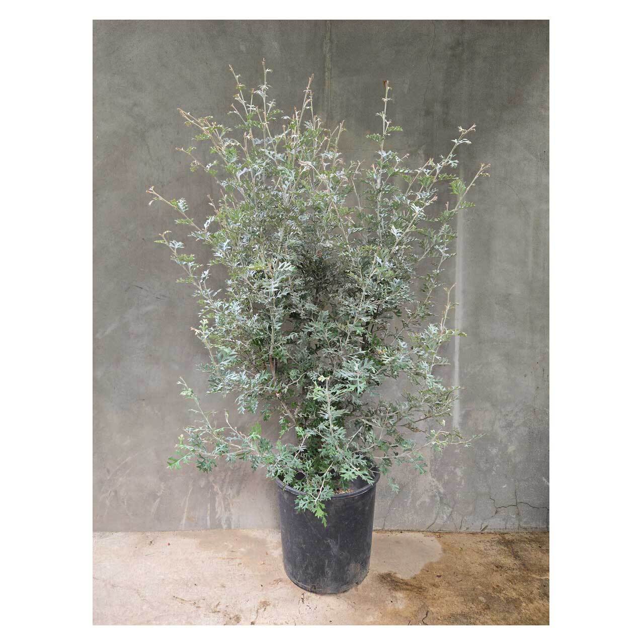 Grevillea willisii | Seeding