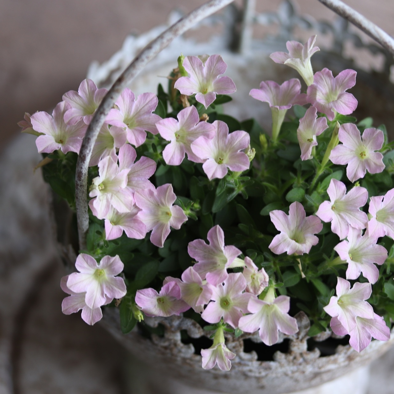 mondimanche ペチュニア　栄養系　Rin りん　さくら｜小さなお花　暑さ、雨に強く寄せ植えにオススメ