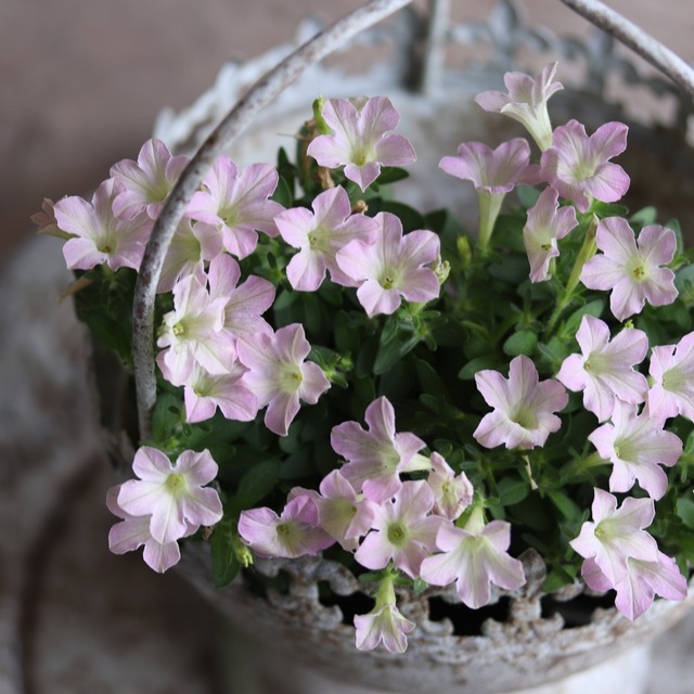 mondimanche ペチュニア　栄養系　Rin りん　さくら｜小さなお花　暑さ、雨に強く寄せ植えにオススメ
