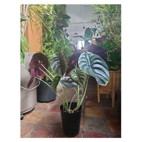 Alocasia cuprea