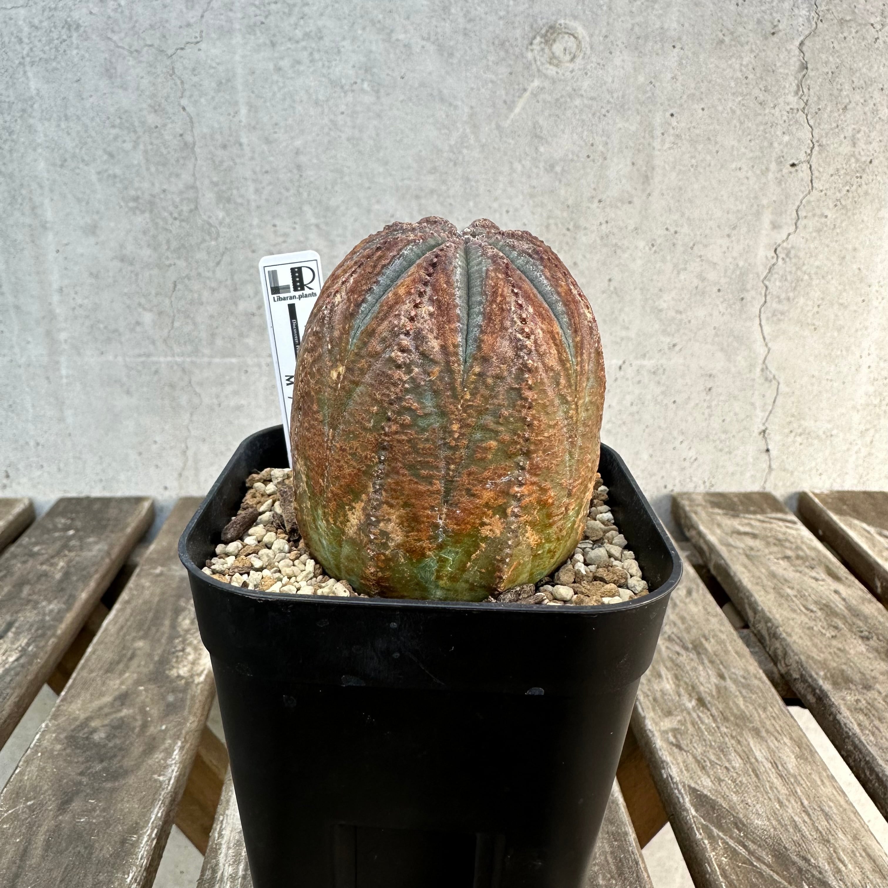 Obesa | Libaran_Plants〜ユーフォルビア オベサ 専門店オンラインスト〜
