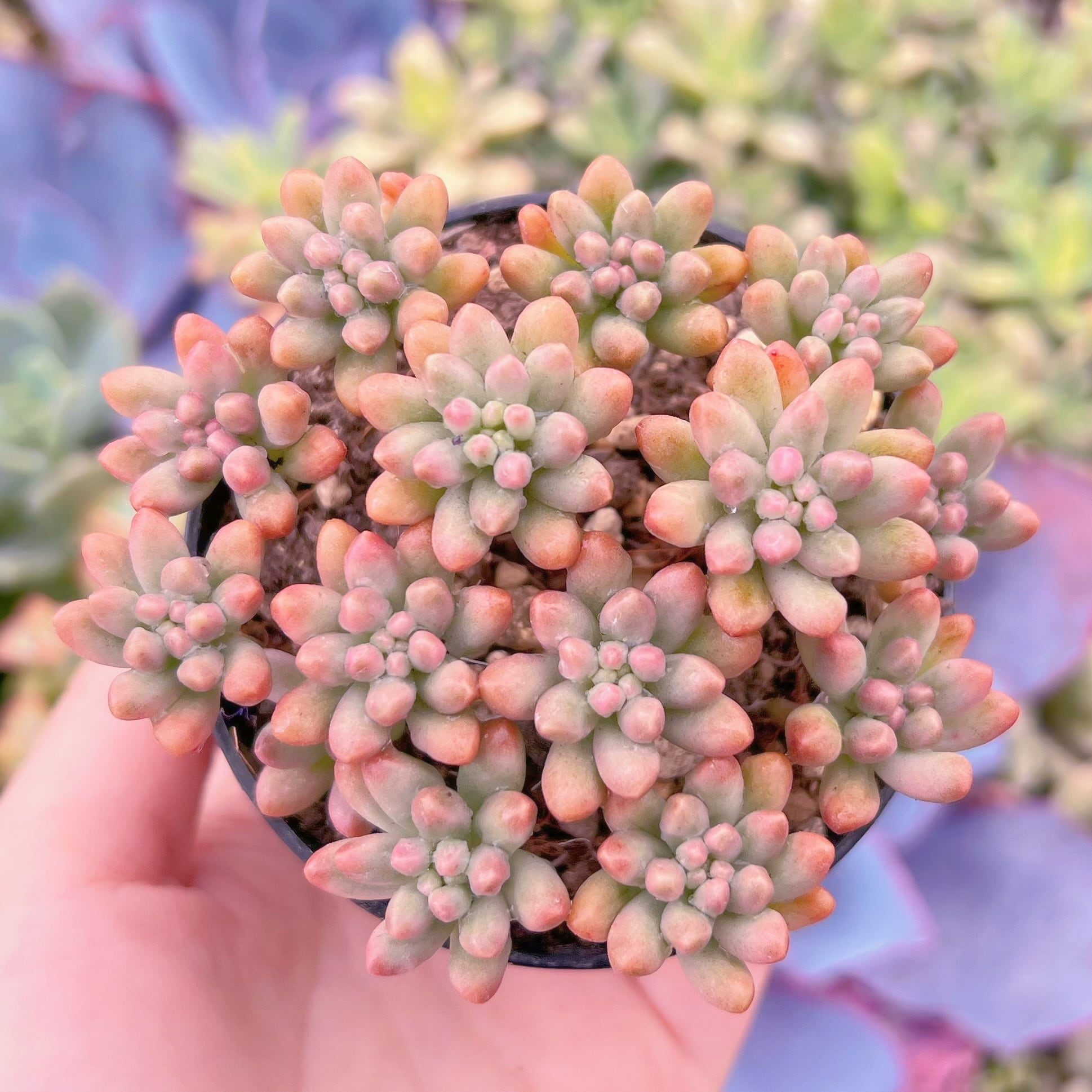 現品　紅の玉錦#638　るる農園
