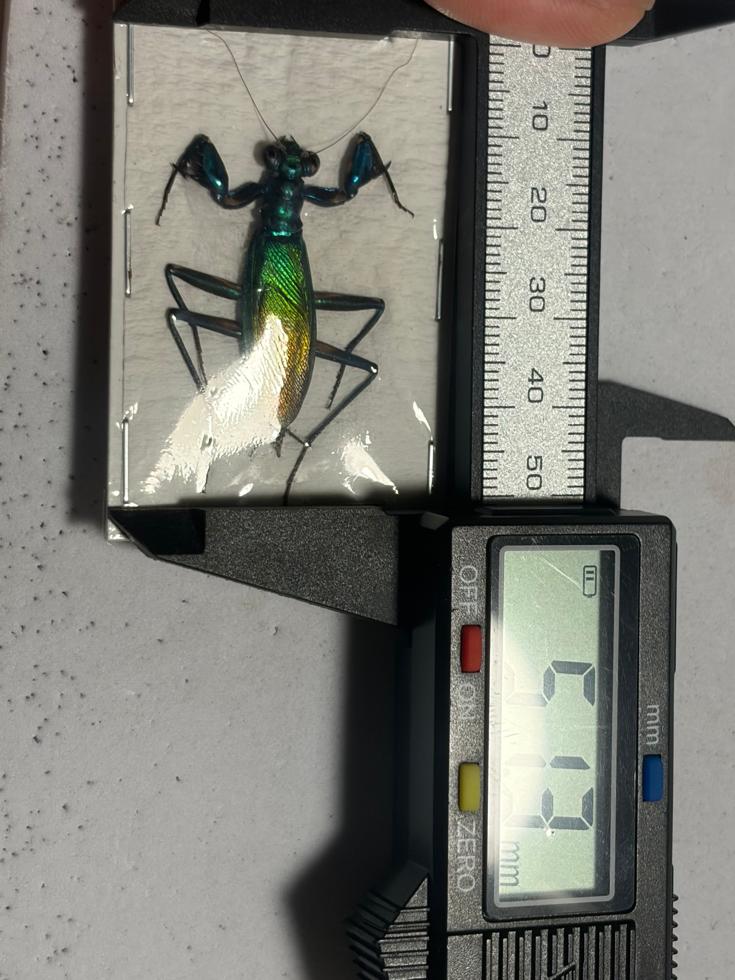 LAST完品標本】ケンランカマキリ スパイダーマンティスレッドローチ