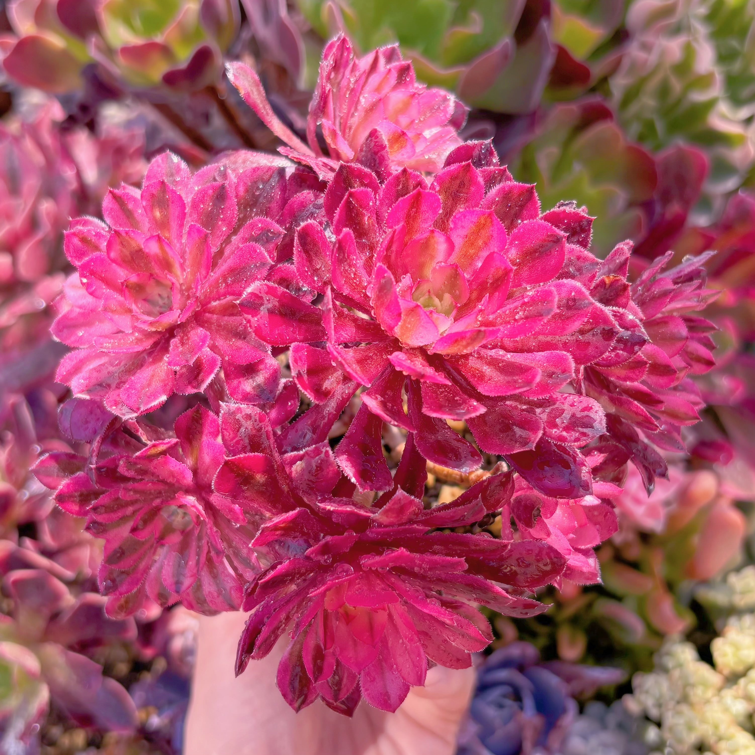 現品　ブラックチェリー#024　群生　るる農園