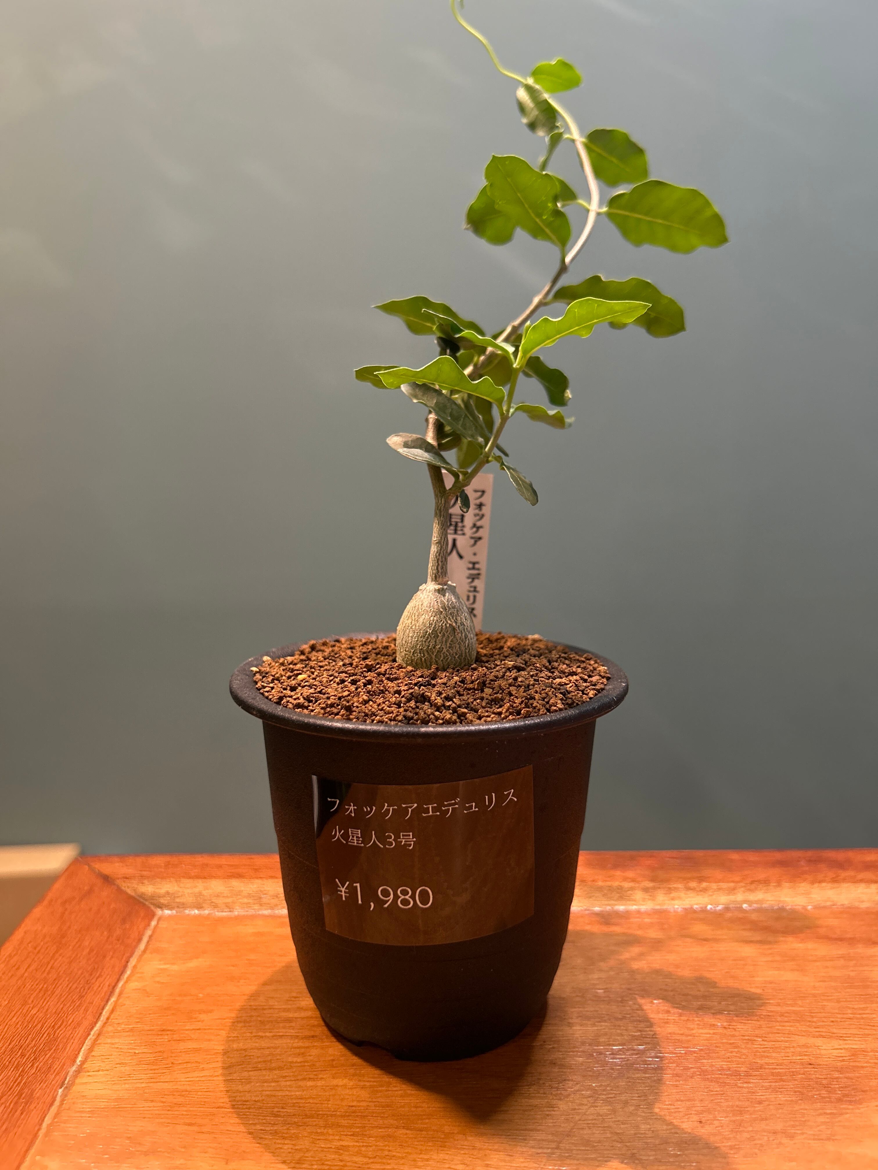 ユーフォルビア ペルシステンス3号② | 植物との暮らし apricot