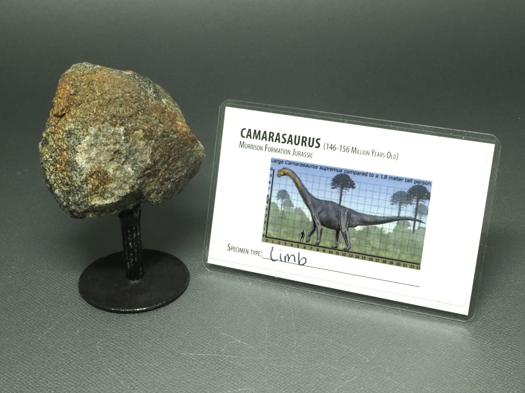カマラサウルスの脚部【Camarasaurus sp.】アメリカ・モリソン累層 産