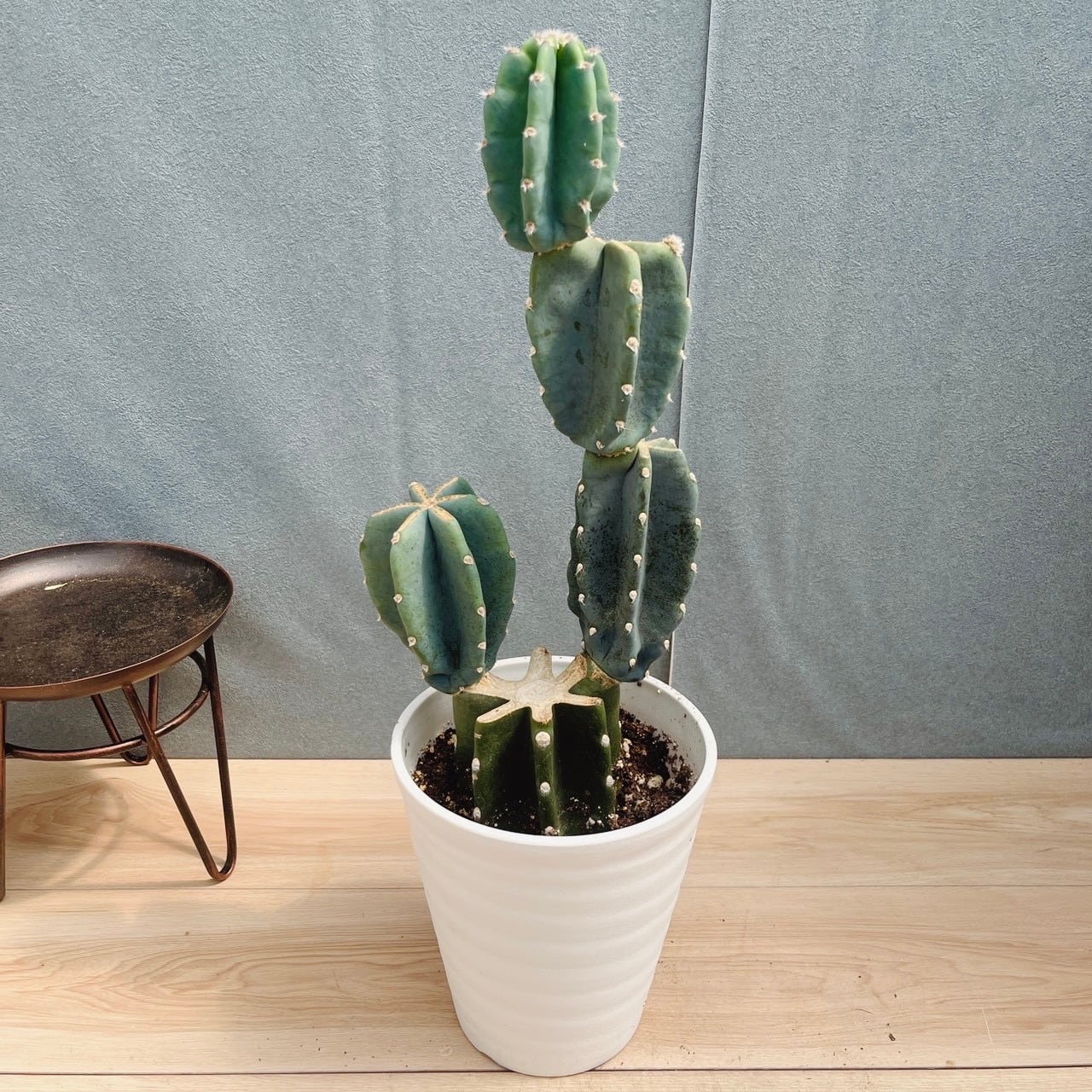 現品］☆人気☆ 34番 柱サボテン 鬼面角 ブランチ 6号 観葉植物 室内
