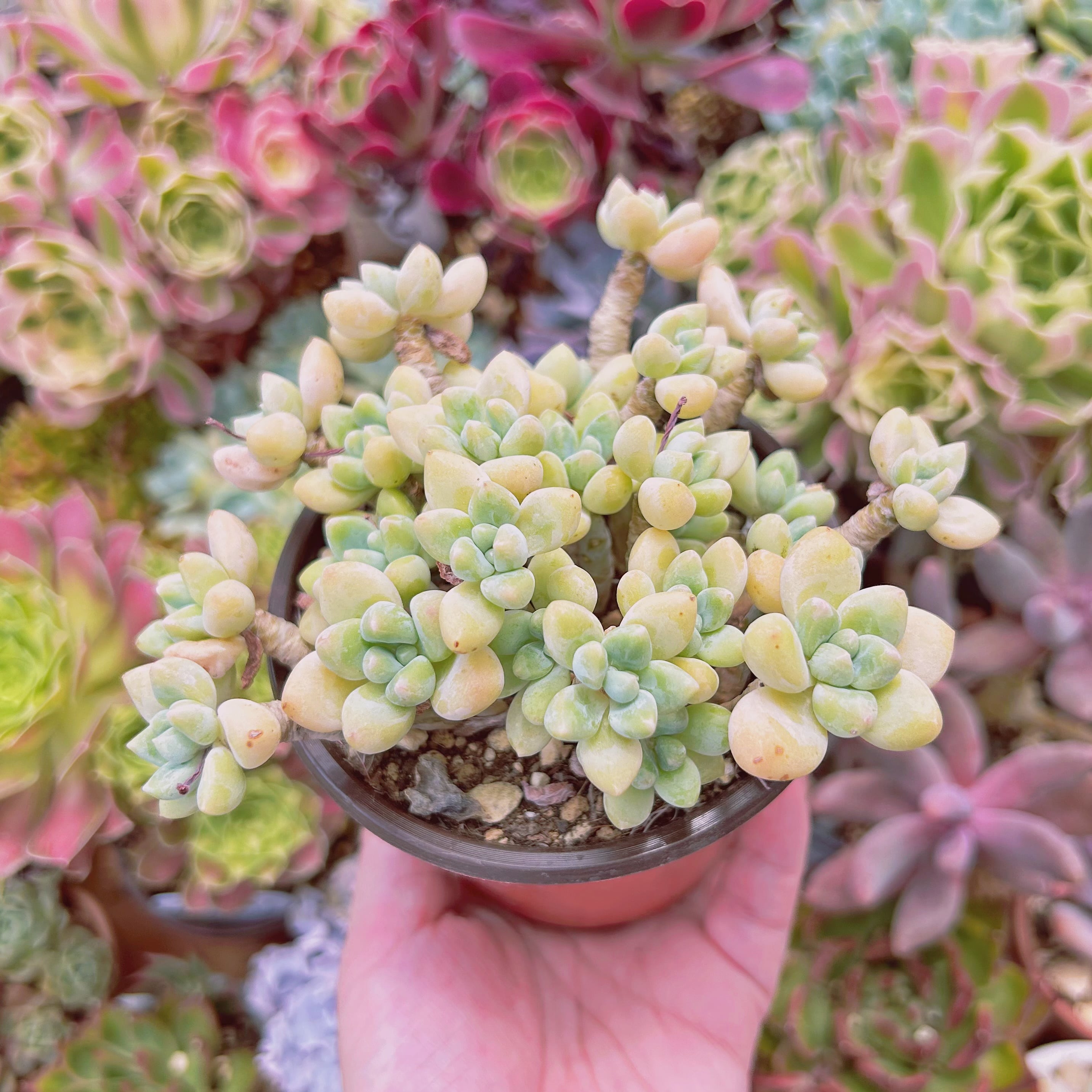008現物 多肉植物 ホワイトケーキ 特大 抜き苗 | るる農園~多肉植物専門