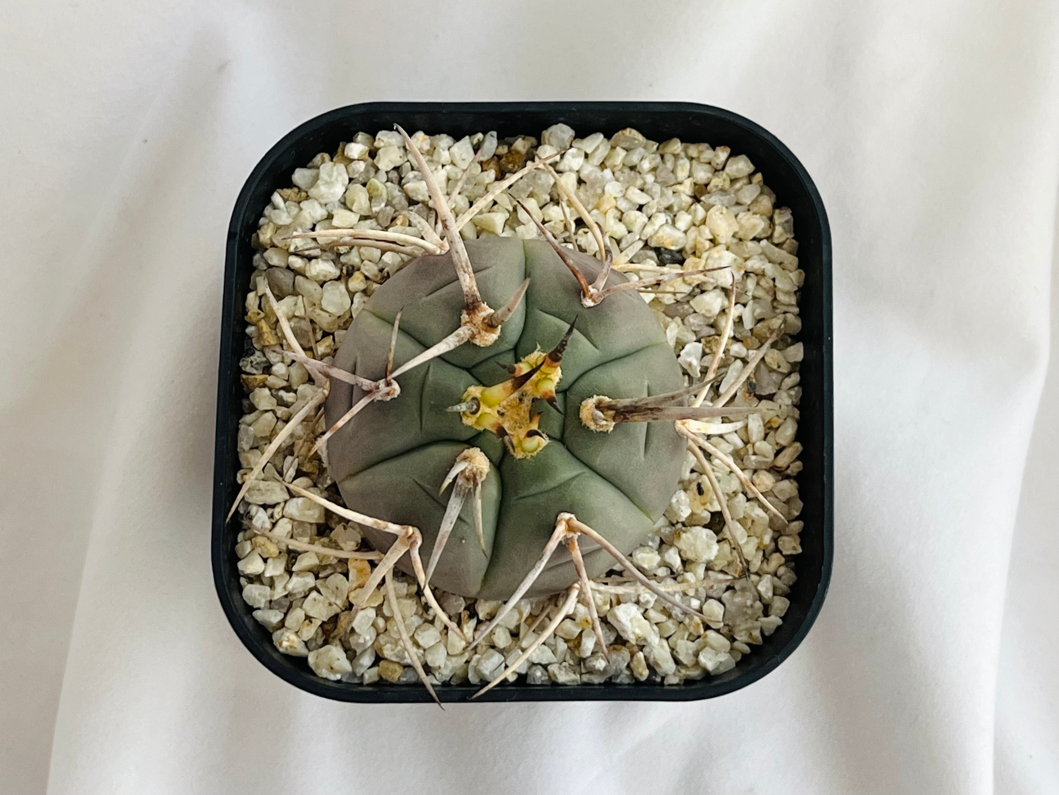 Gymnocalycium cardenasianum ギムノカリキウム 光琳玉 サボテン