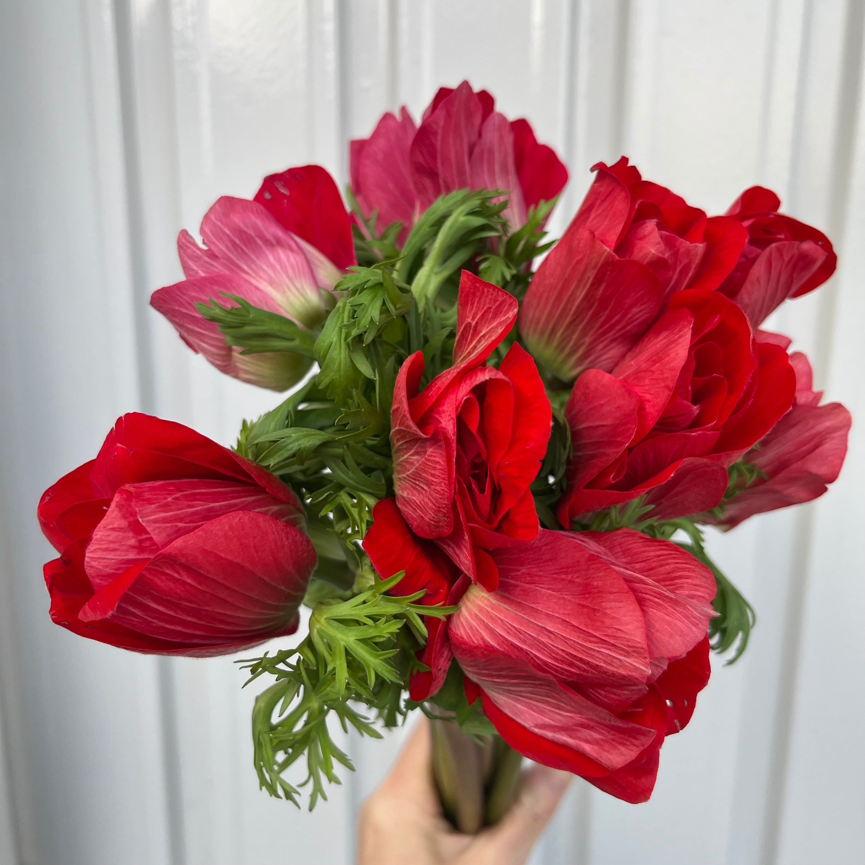 アネモネ | 新鮮お花問屋 Jp-Farmers.com