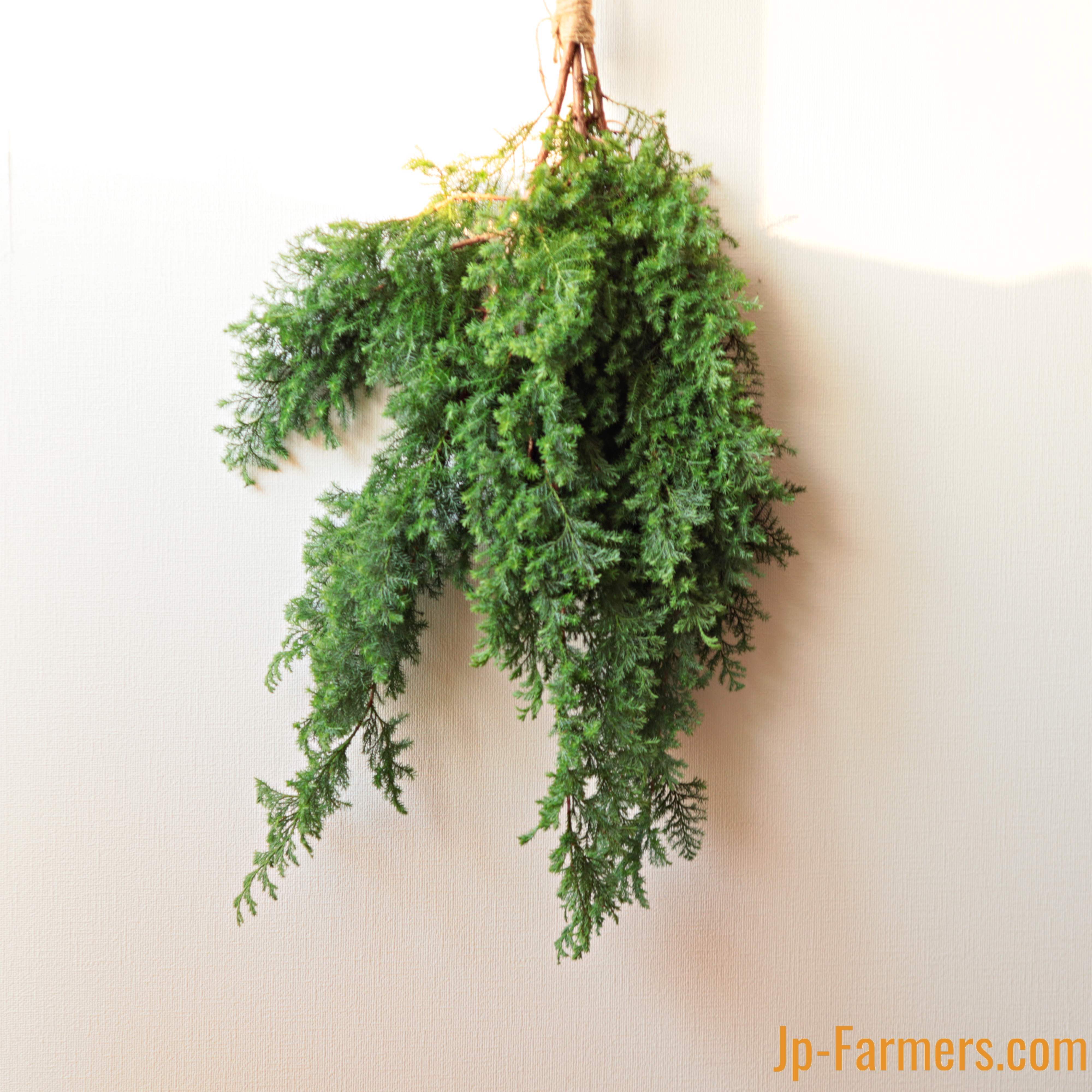 クリスマス商材 リース作りに最適！サツマ杉（ヒムロ杉）5本 | 新鮮