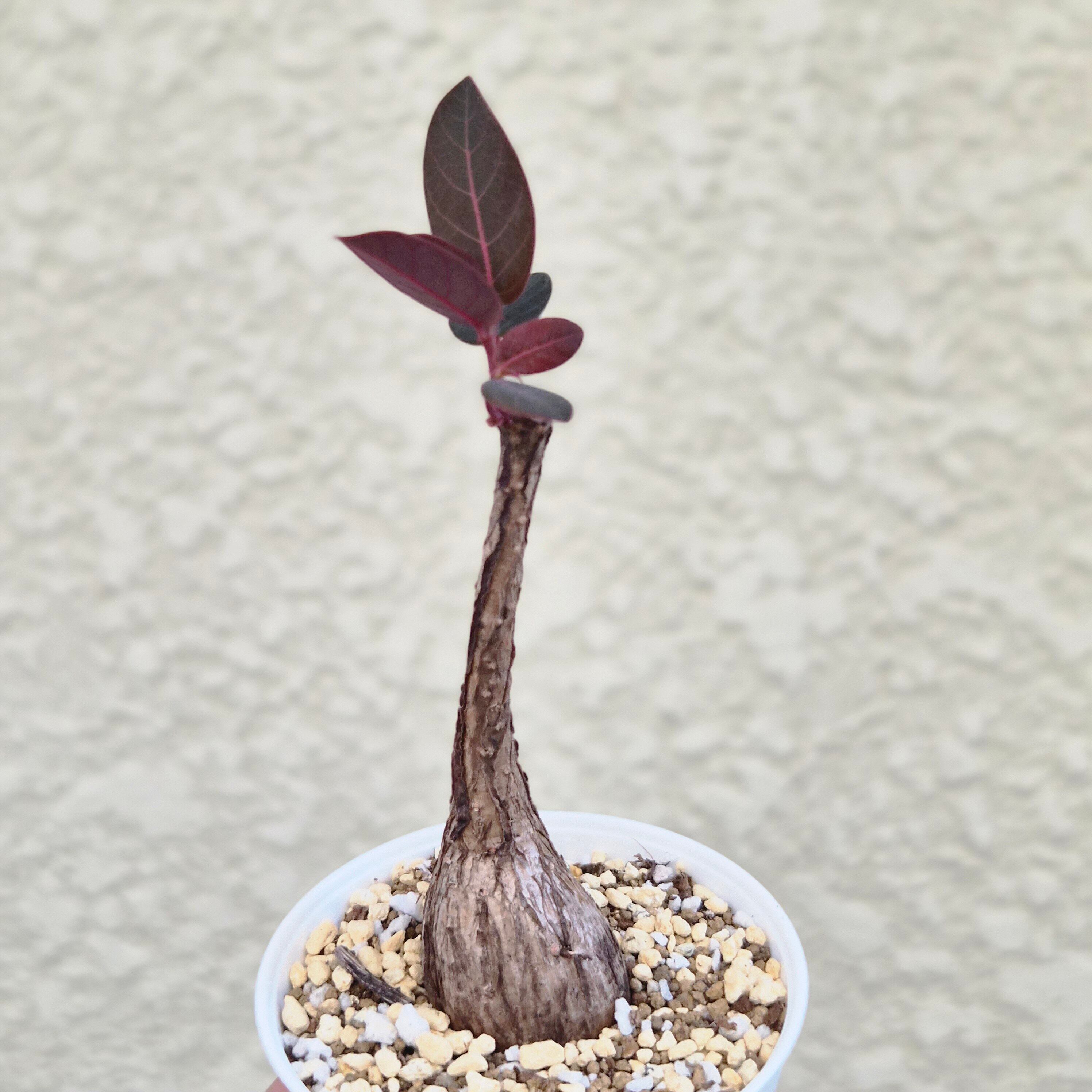 ④ Sサイズ〚フィランサス・ミラビリス〛Phyllanthus Mirabilis 塊根植物 コーデックス ポット発送