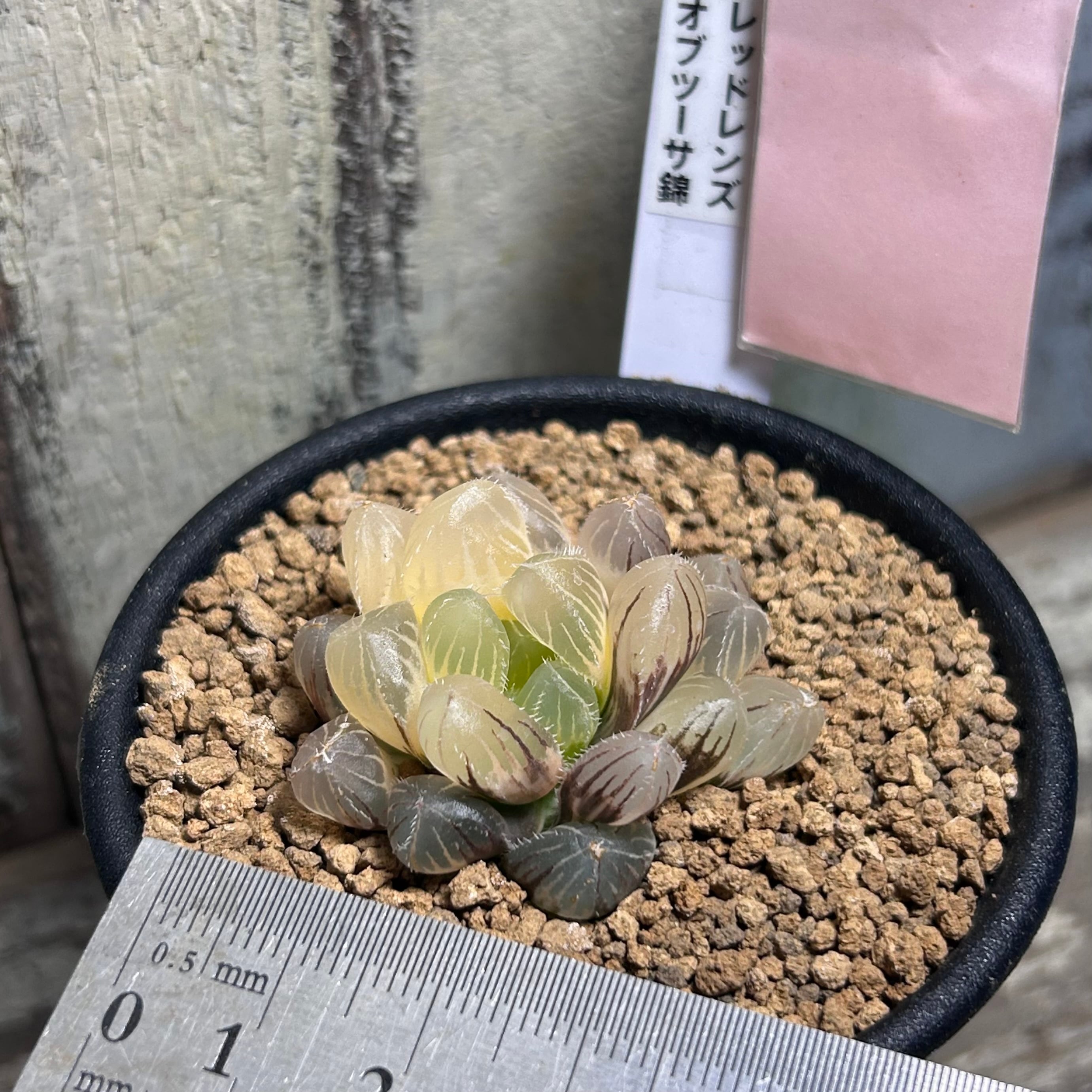 T) レッドレンズ オブツーサ錦 ハオルチア | RuPo 多肉植物専門店