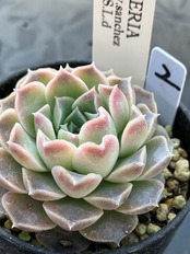 【現物商品】サンチェスメヨラダエ ②