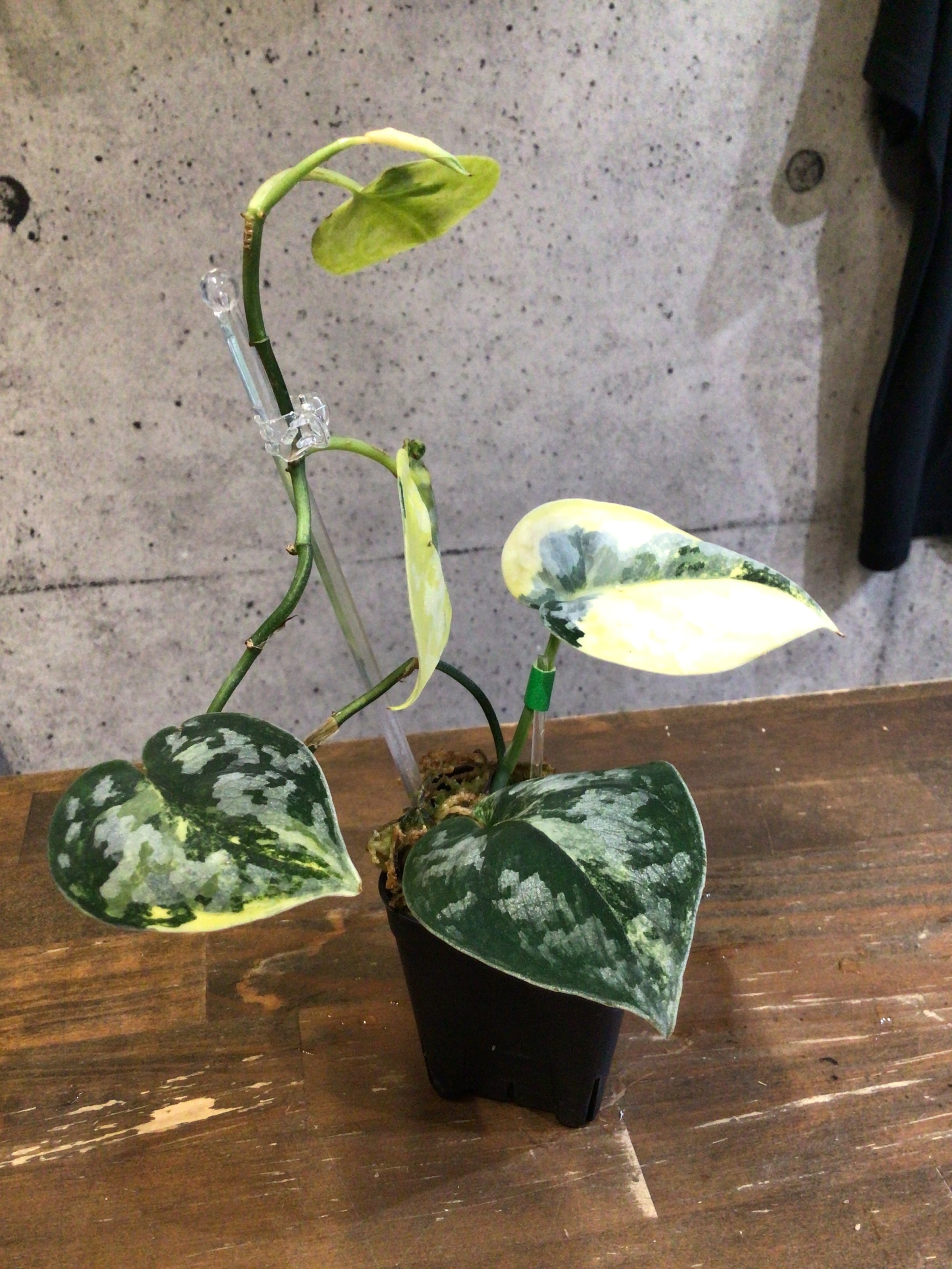スキンダプサス バクダパティ斑入り アポラキ　セット　L9 S19 スキンダプサス バクダパティ | MIDORIYA 観葉植物専門店