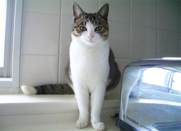 猫 ポストカード The Cat who....トースター 10x14.8センチ(cm)官製はがきサイズ 猫写真 はがき ねこ葉書 ネコハガキ Postcard ジェリー ちび