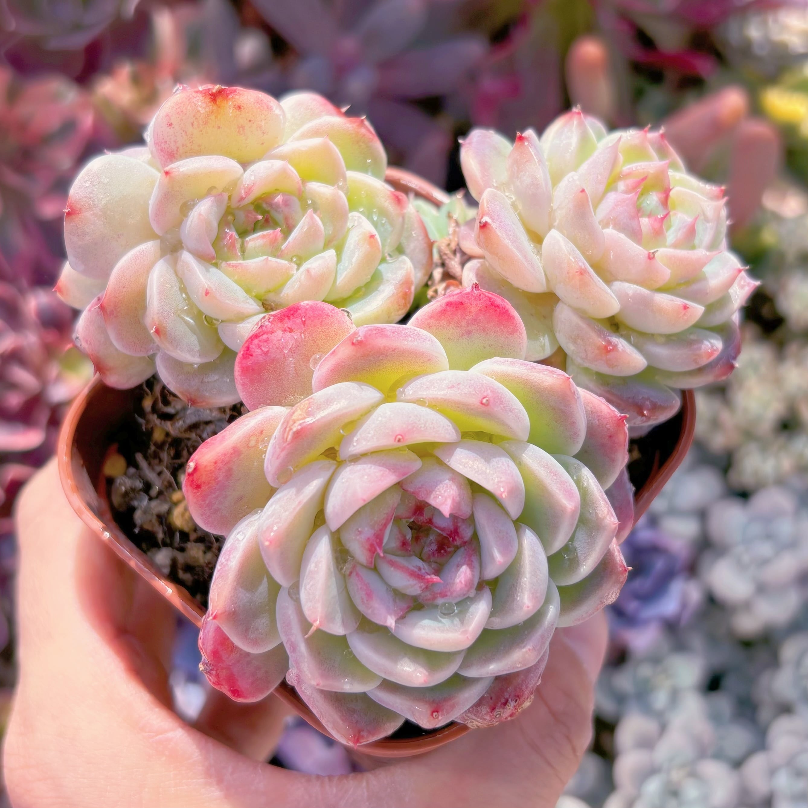 現品　ジャムハート#201　古株　るる農園