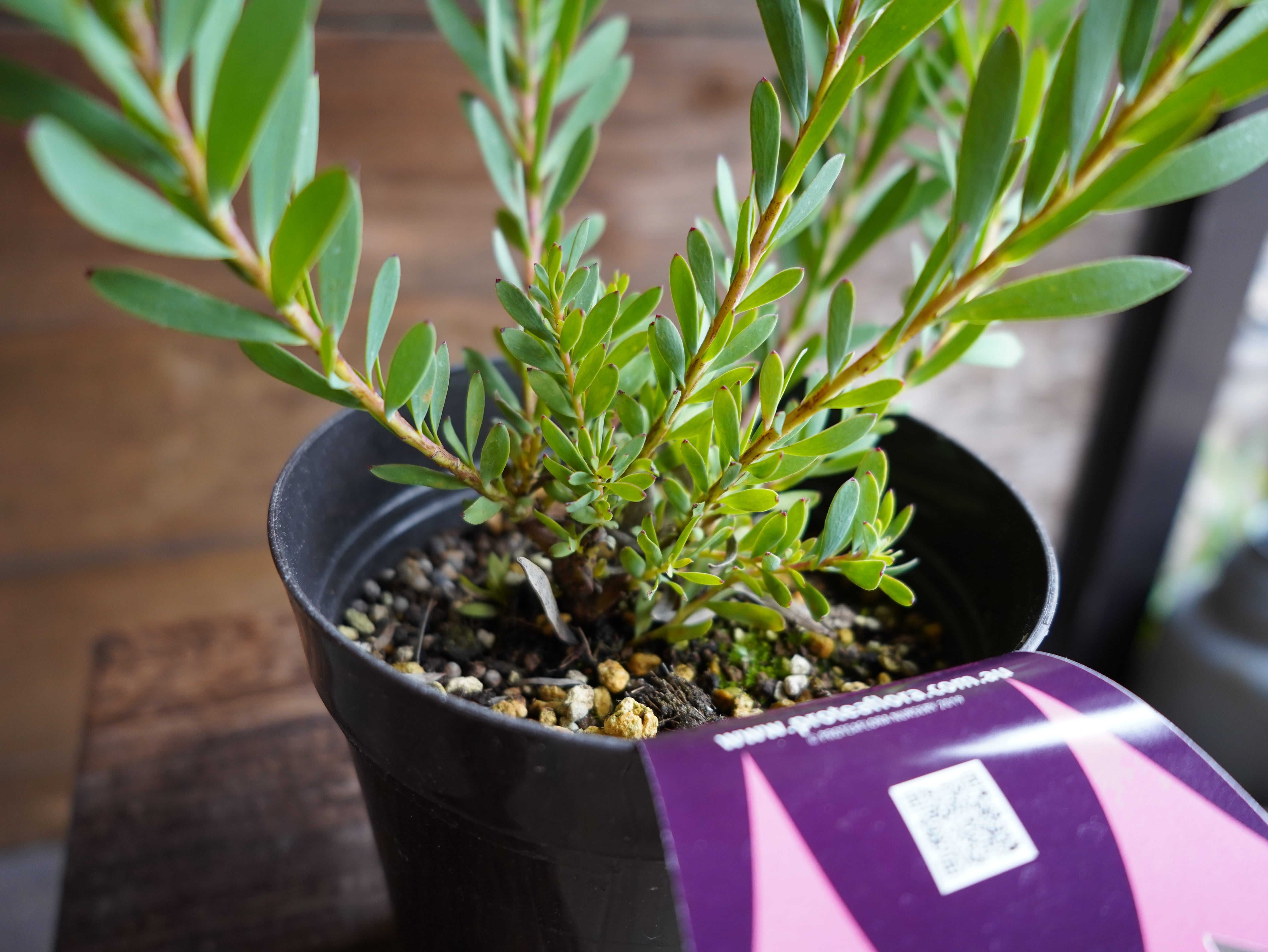 【現物】リューカデンドロン　”Harvest”